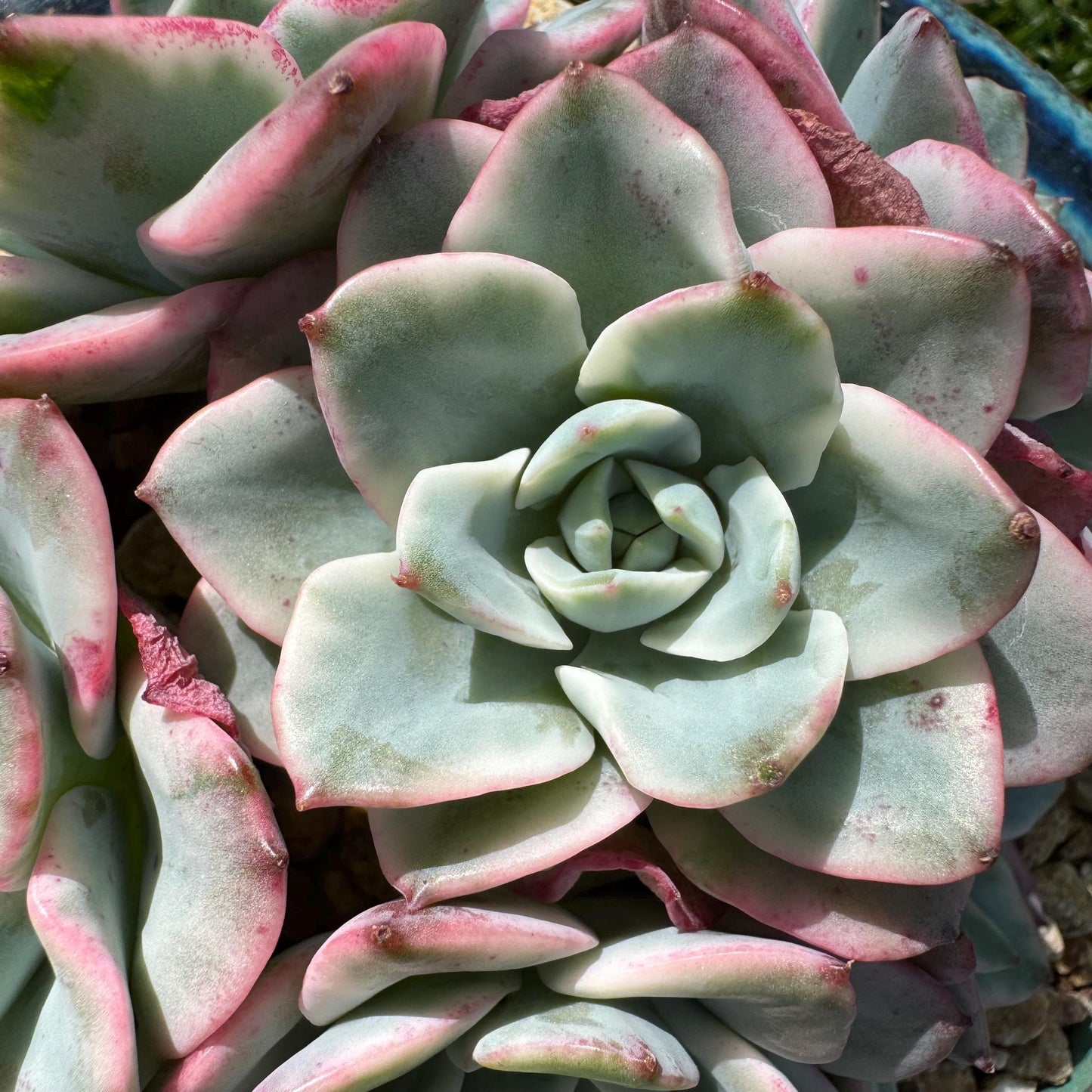 Succulents plants, Echeveria 'Atlantis variegated' cluster, 6heads, 3.6inches