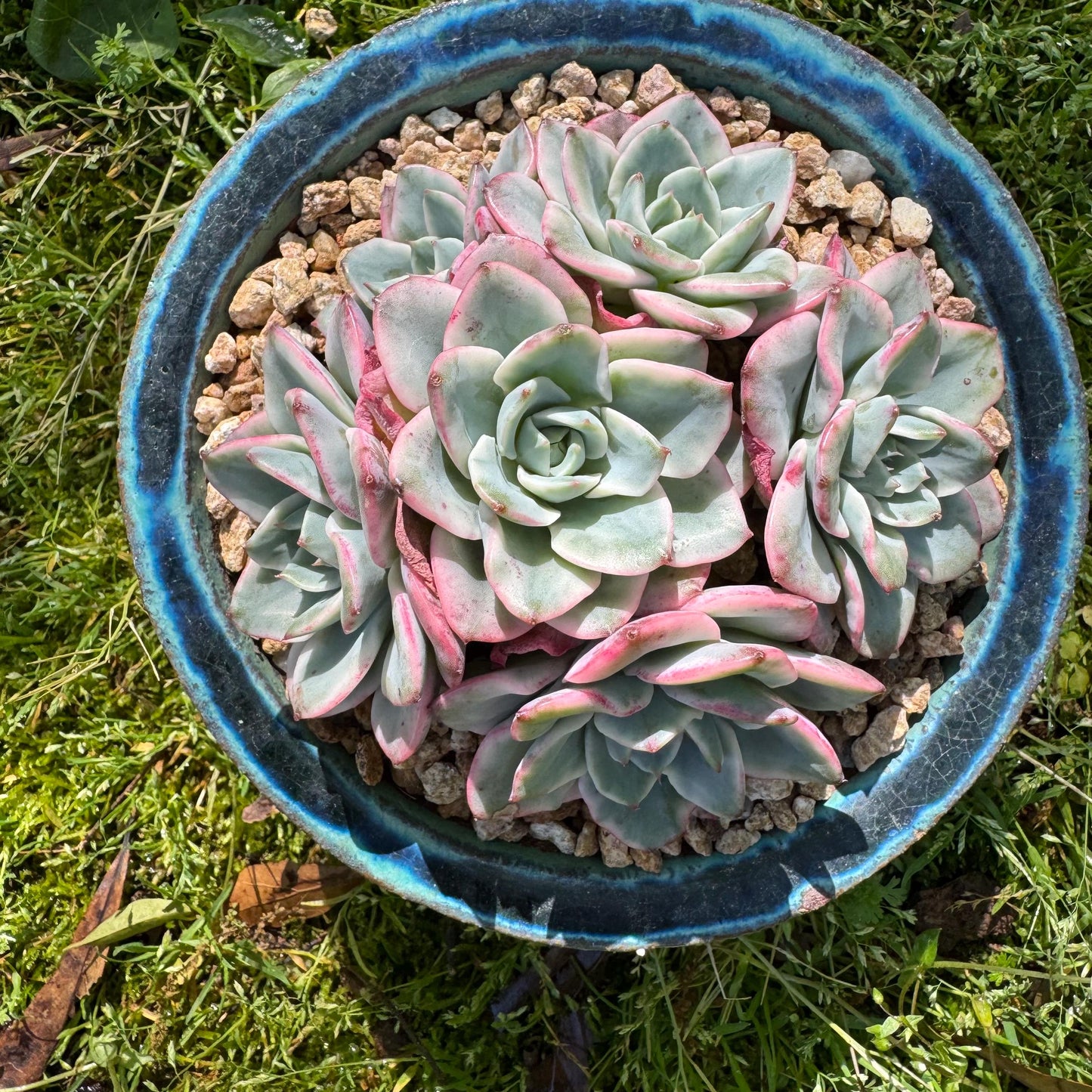 Succulents plants, Echeveria 'Atlantis variegated' cluster, 6heads, 3.6inches