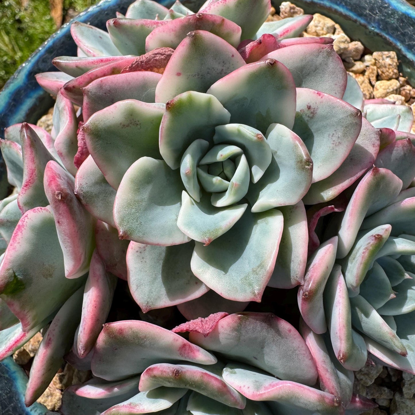 Succulents plants, Echeveria 'Atlantis variegated' cluster, 6heads, 3.6inches