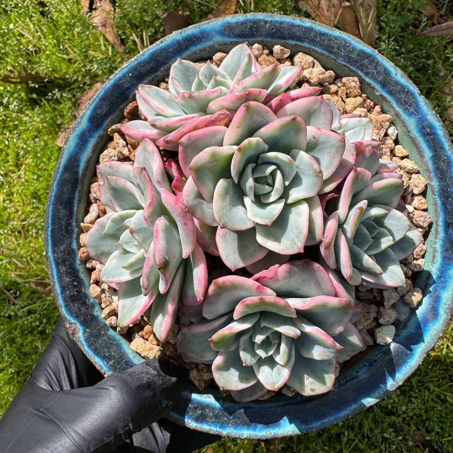 Succulents plants, Echeveria 'Atlantis variegated' cluster, 6heads, 3.6inches