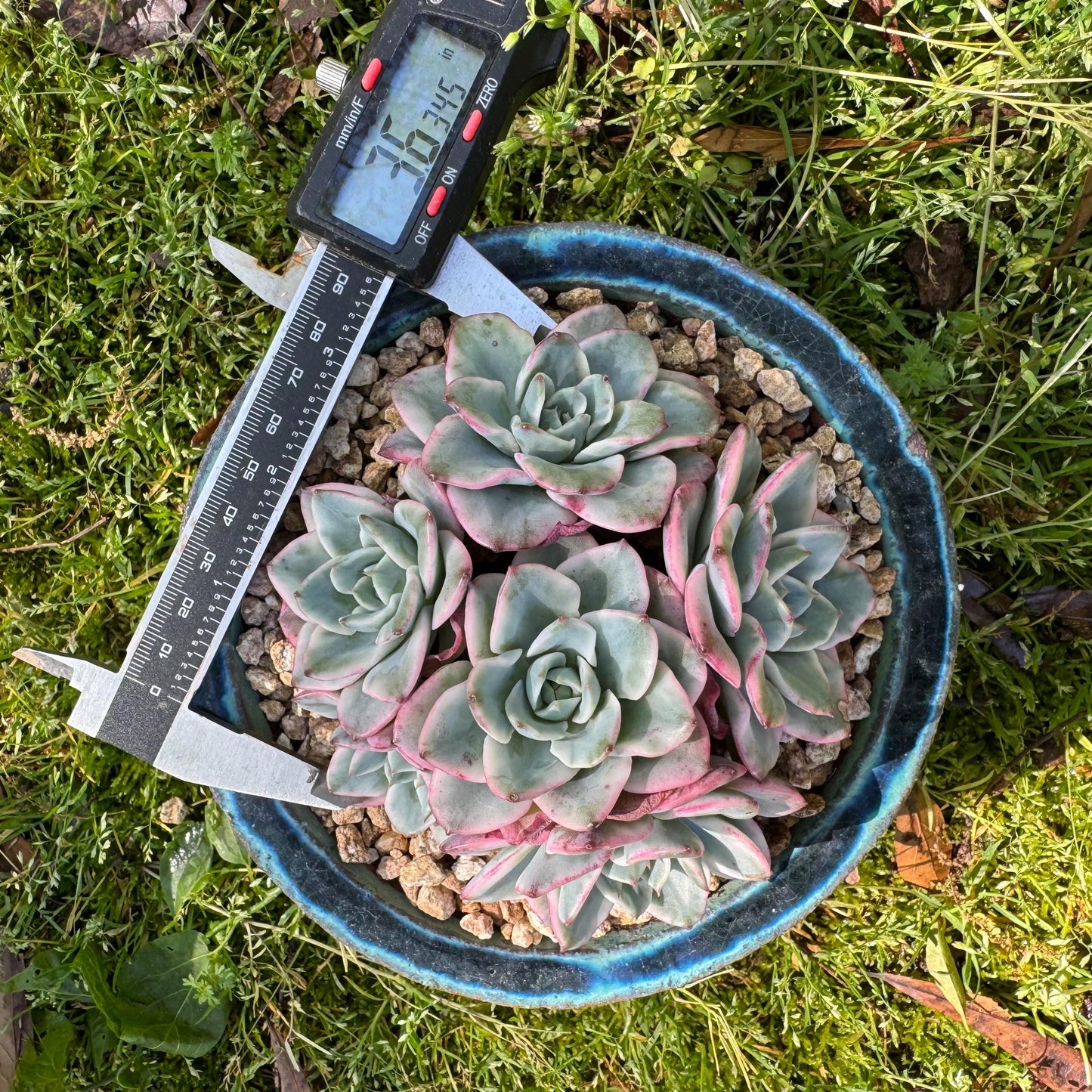 Succulents plants, Echeveria 'Atlantis variegated' cluster, 6heads, 3.6inches