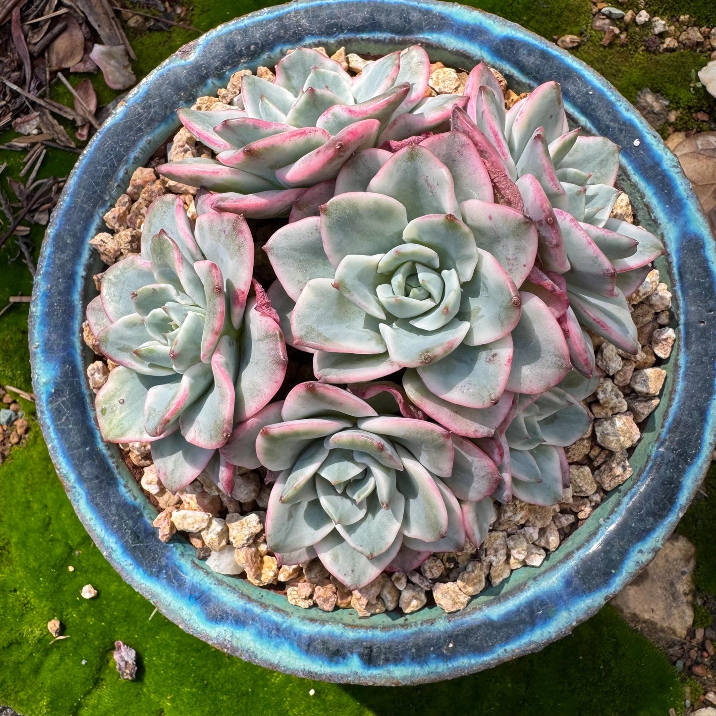 Succulents plants, Echeveria 'Atlantis variegated' cluster, 6heads, 3.6inches