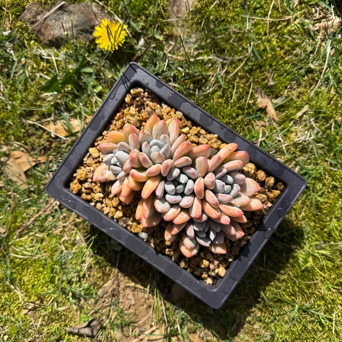 Rare succuclents plants, Echeveria 'Red ivory cluster ', 4.3inches