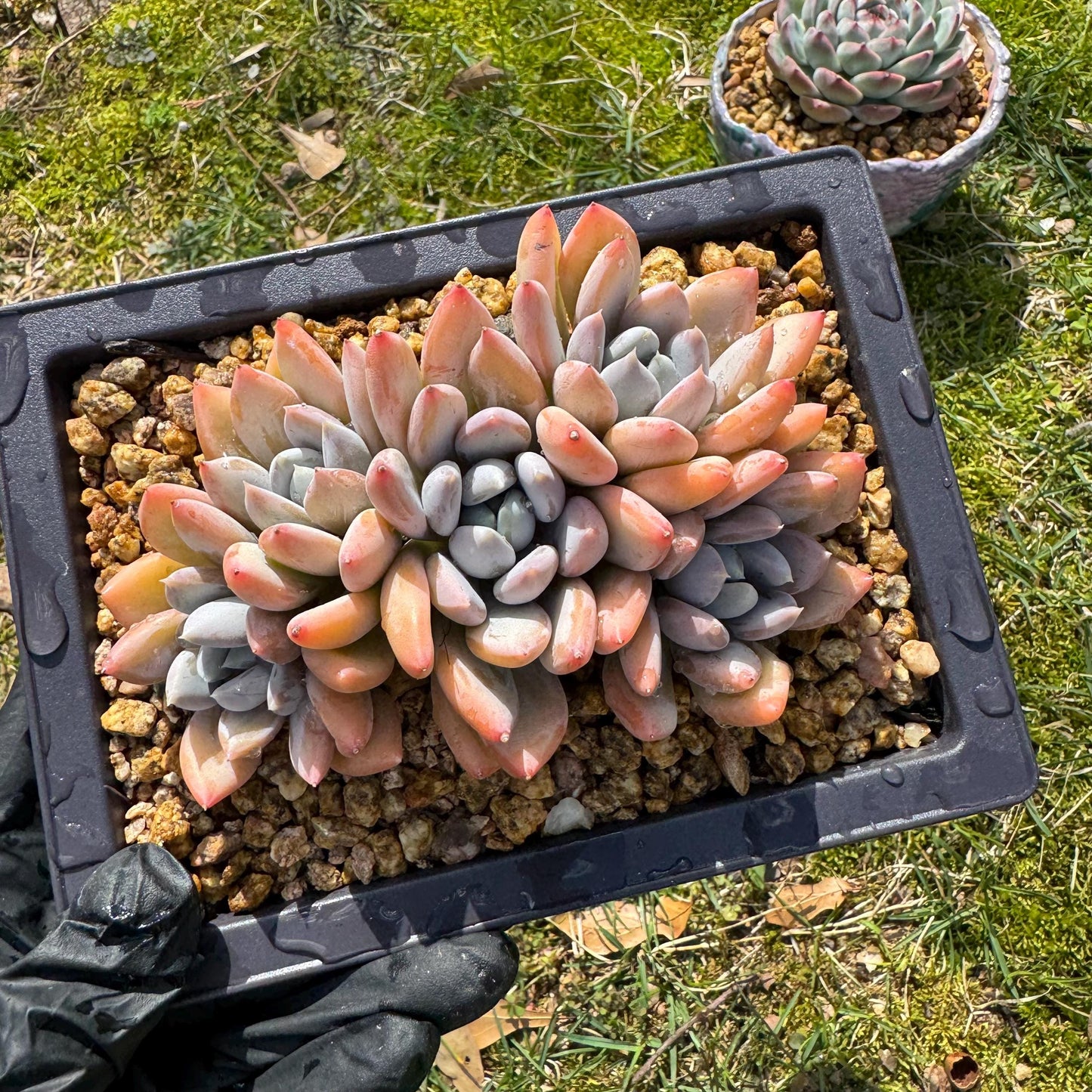 Rare succuclents plants, Echeveria 'Red ivory cluster ', 4.3inches