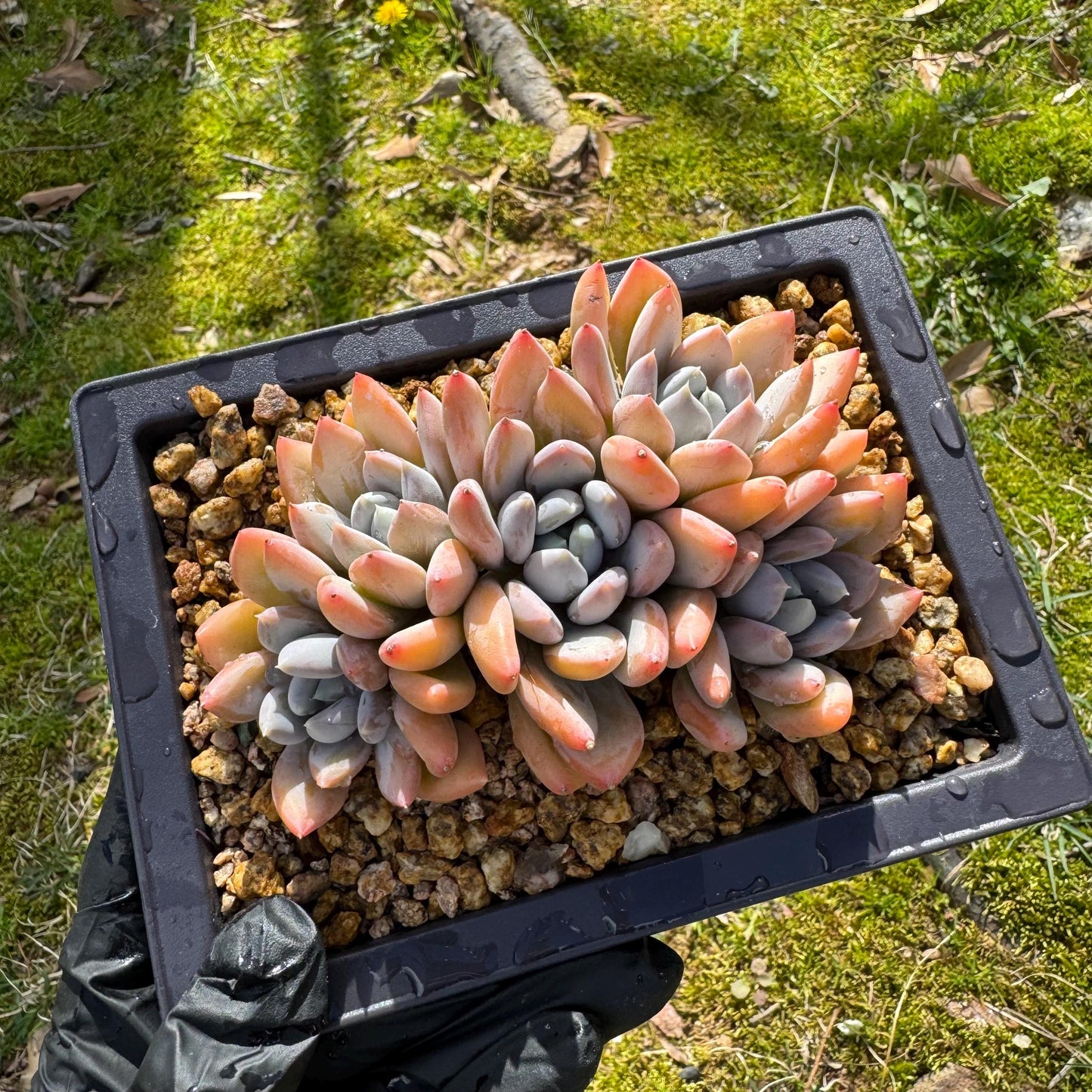 Rare succuclents plants, Echeveria 'Red ivory cluster ', 4.3inches