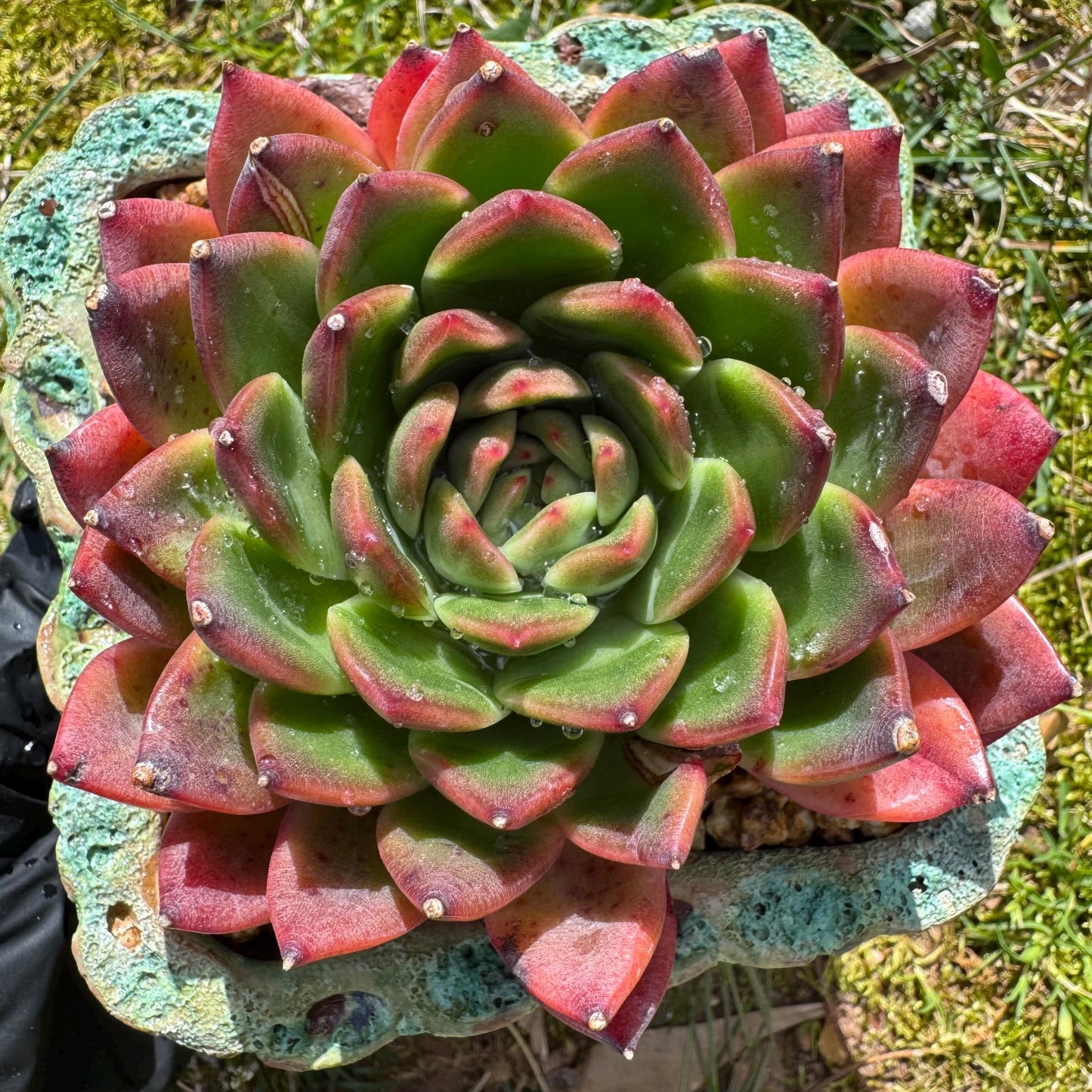 Rare succulents plants, Echeveria' agavoides hybrid', 3.8inches