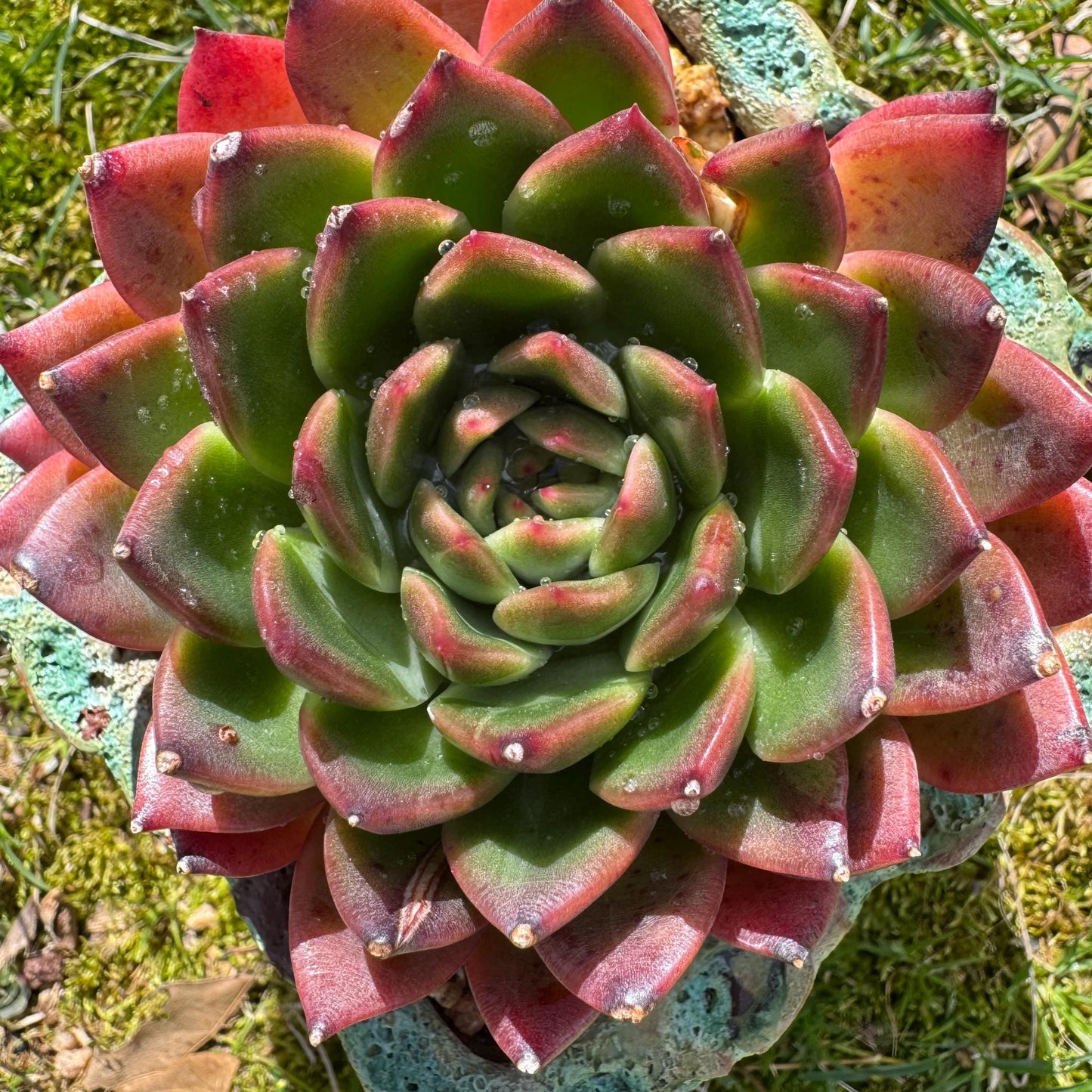 Rare succulents plants, Echeveria' agavoides hybrid', 3.8inches