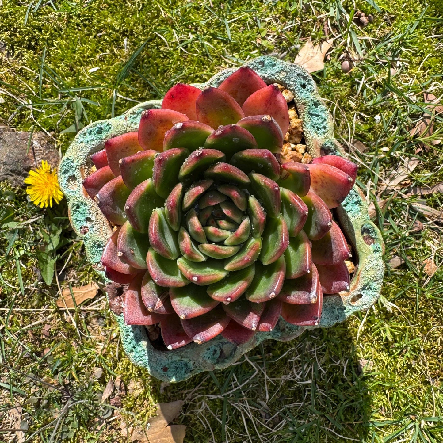 Rare succulents plants, Echeveria' agavoides hybrid', 3.8inches