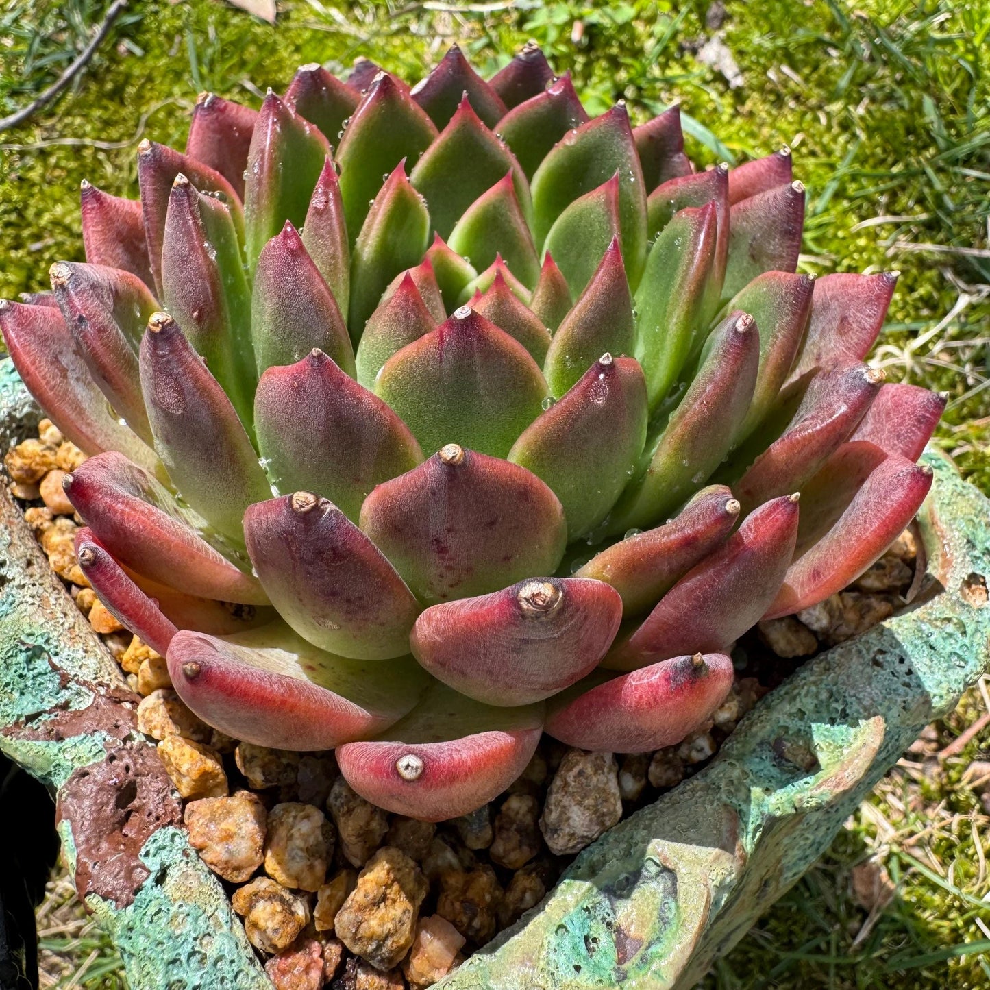 Rare succulents plants, Echeveria' agavoides hybrid', 3.8inches