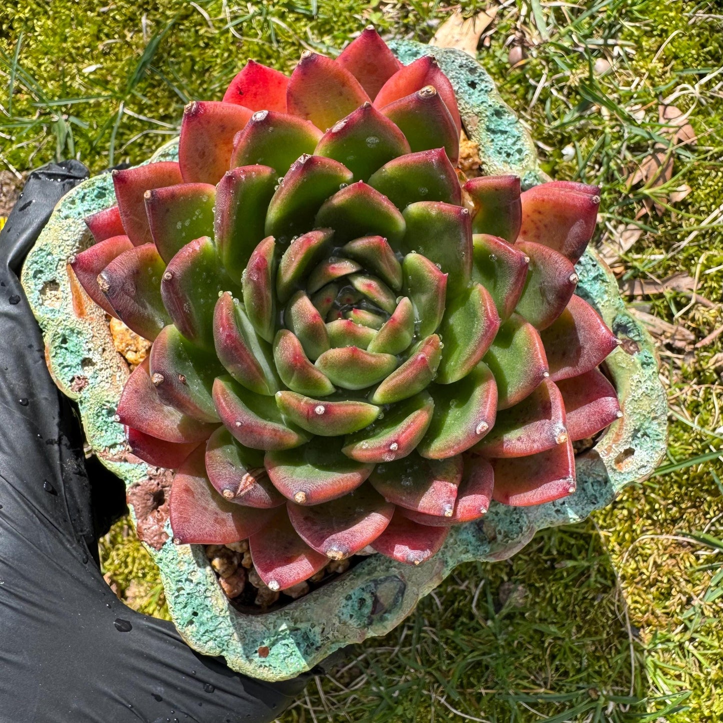 Rare succulents plants, Echeveria' agavoides hybrid', 3.8inches