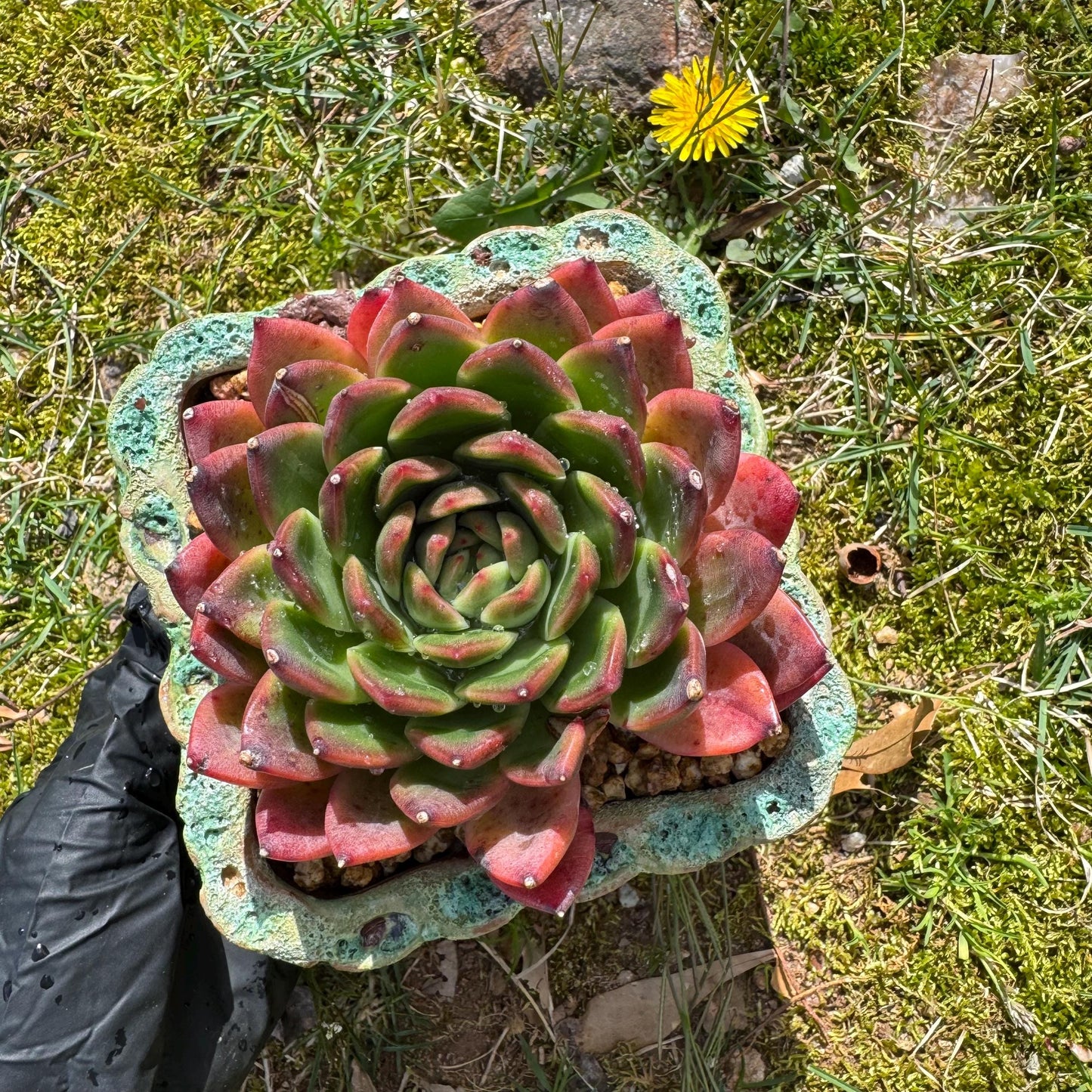 Rare succulents plants, Echeveria' agavoides hybrid', 3.8inches