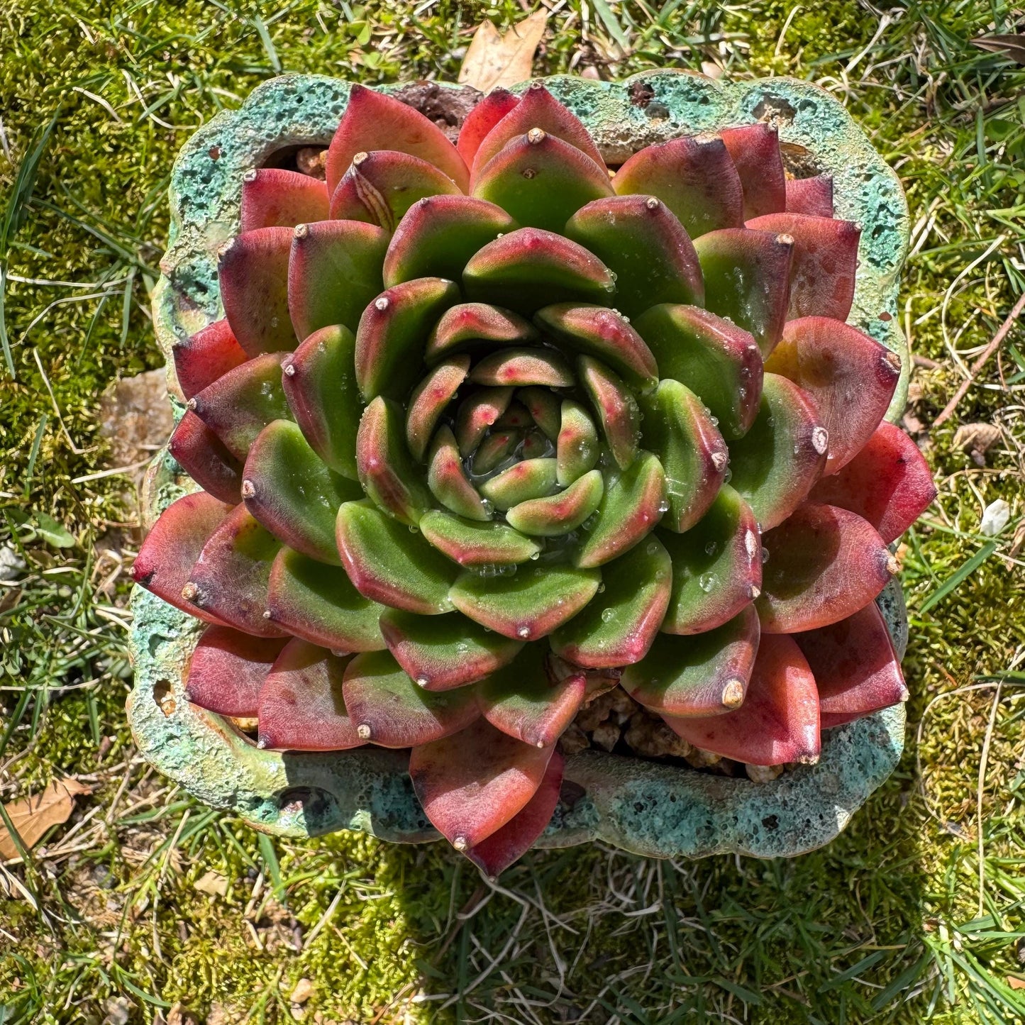 Rare succulents plants, Echeveria' agavoides hybrid', 3.8inches
