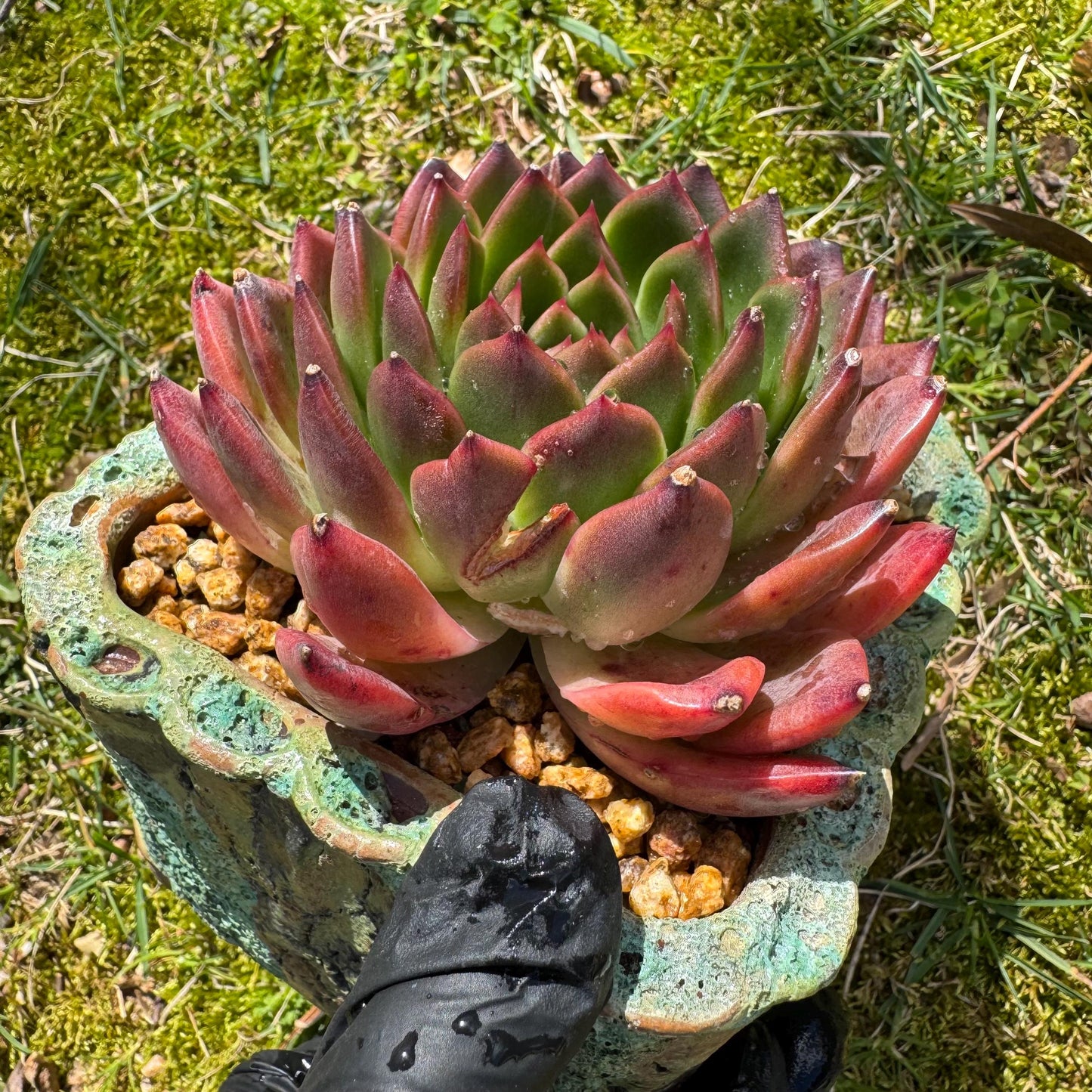 Rare succulents plants, Echeveria' agavoides hybrid', 3.8inches