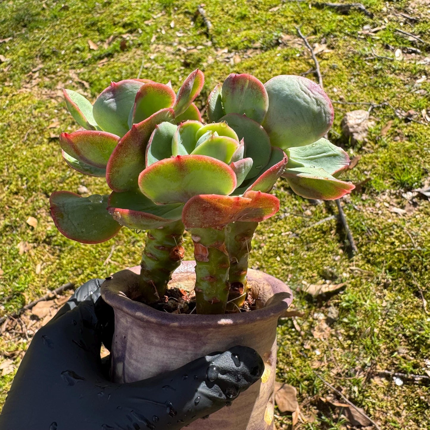 Rare succulents plants, Echeveria 'Peach Pride' small cluster, 3.8inches