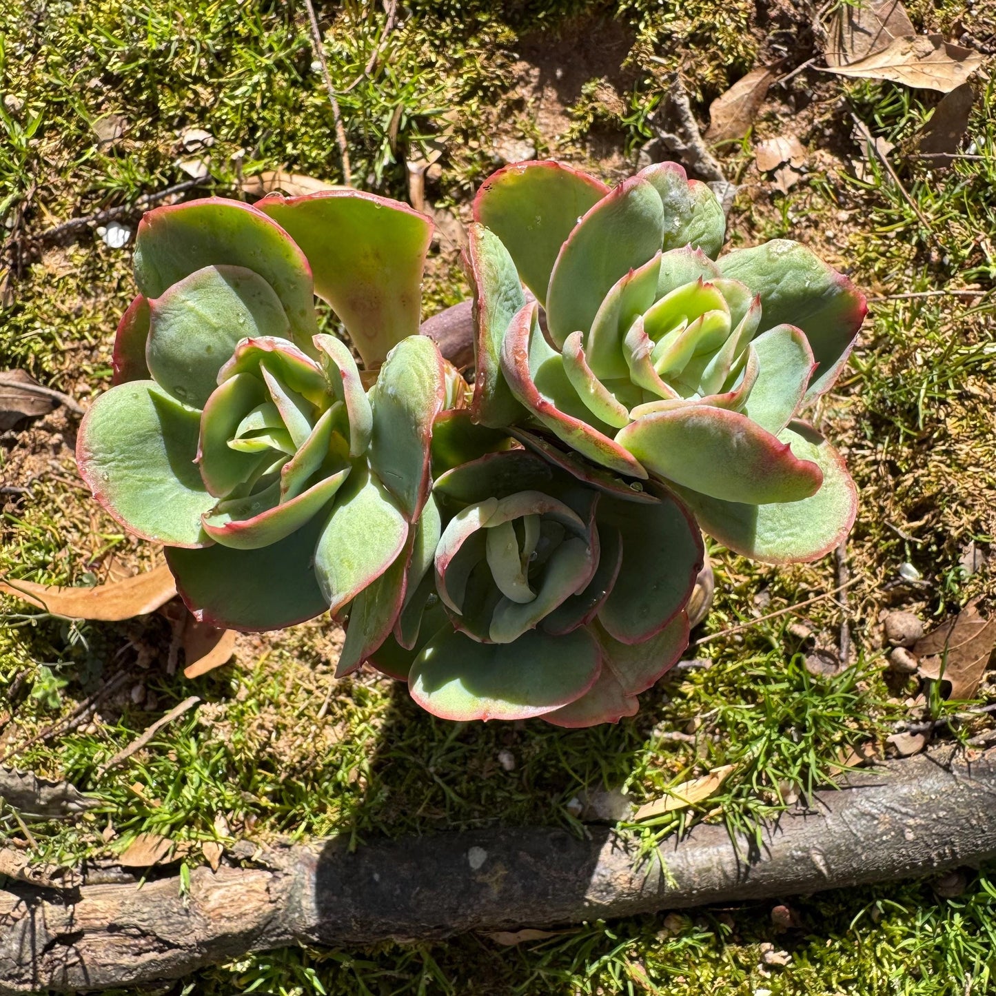 Rare succulents plants, Echeveria 'Peach Pride' small cluster, 3.8inches