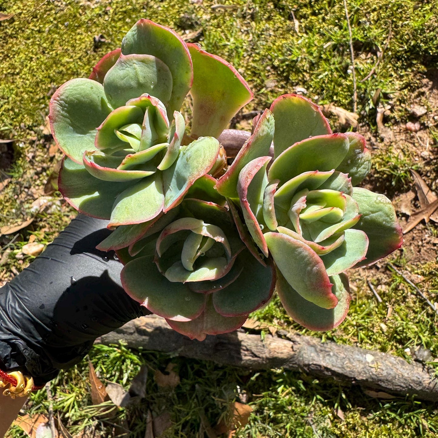 Rare succulents plants, Echeveria 'Peach Pride' small cluster, 3.8inches