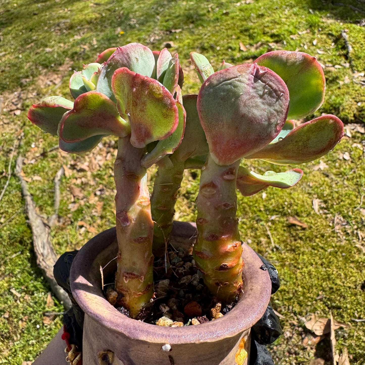Rare succulents plants, Echeveria 'Peach Pride' small cluster, 3.8inches