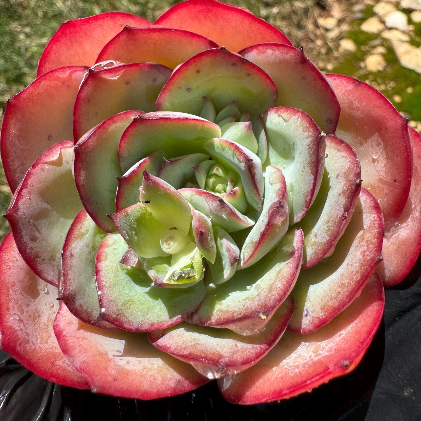 Rare succulents, Echeveria' Peony' ,2.7inches
