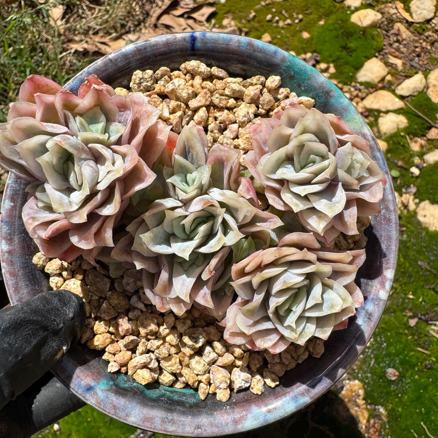 Rare succulents, Echeveria' Rasberry Ice.' cluster, 2.8inches