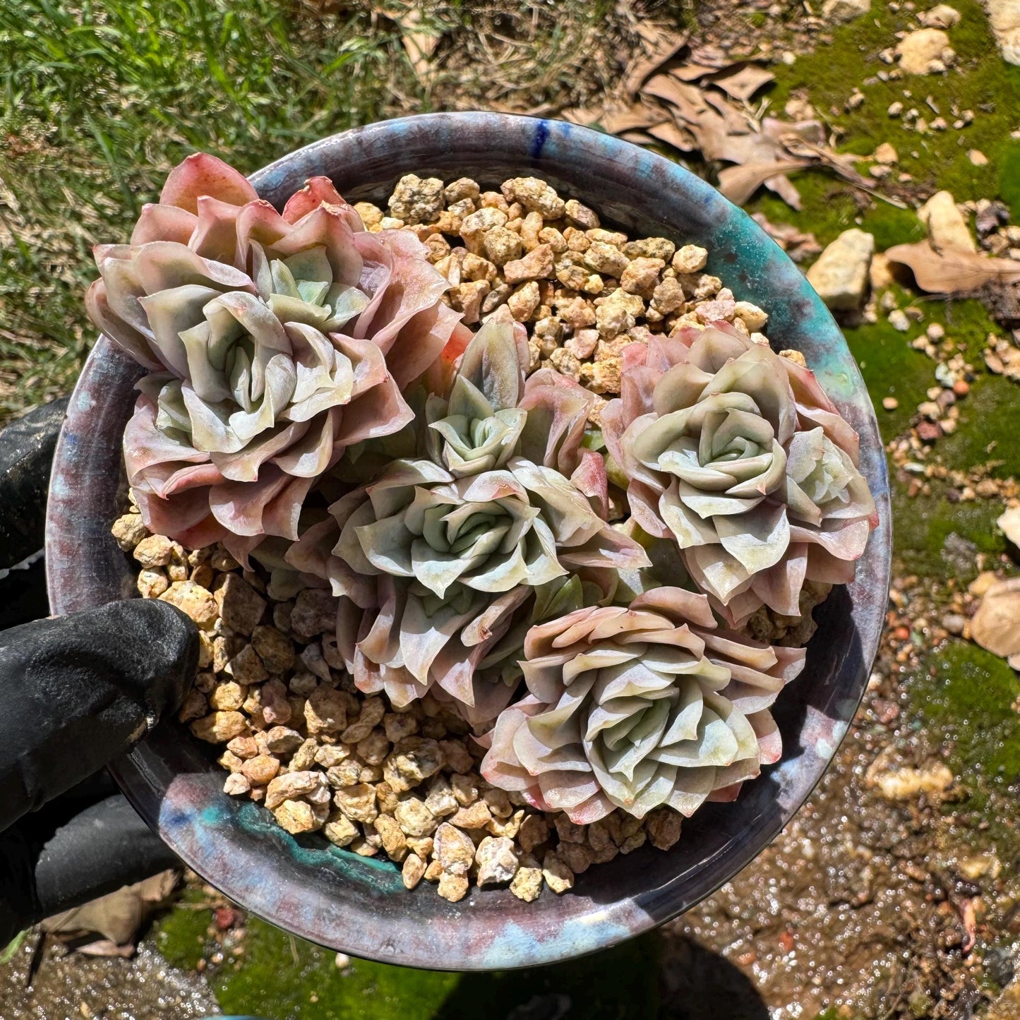 Rare succulents, Echeveria' Rasberry Ice.' cluster, 2.8inches