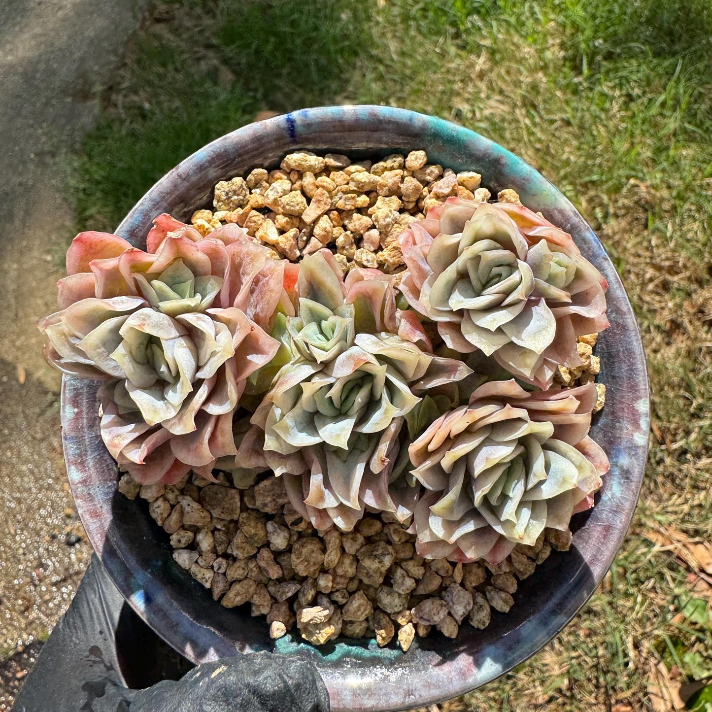Rare succulents, Echeveria' Rasberry Ice.' cluster, 2.8inches