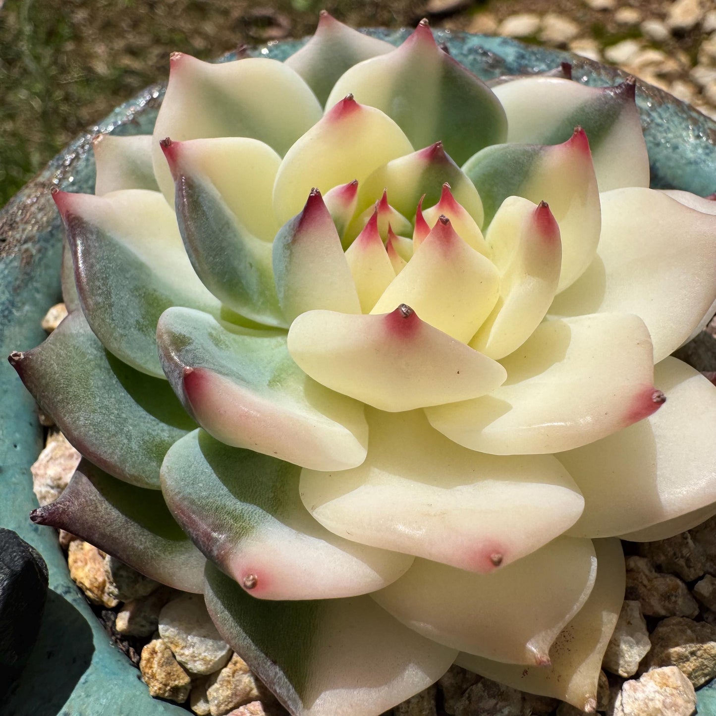 Rare succulents , Echeveria 'chihuahuensis Variegated' , 2.7inches