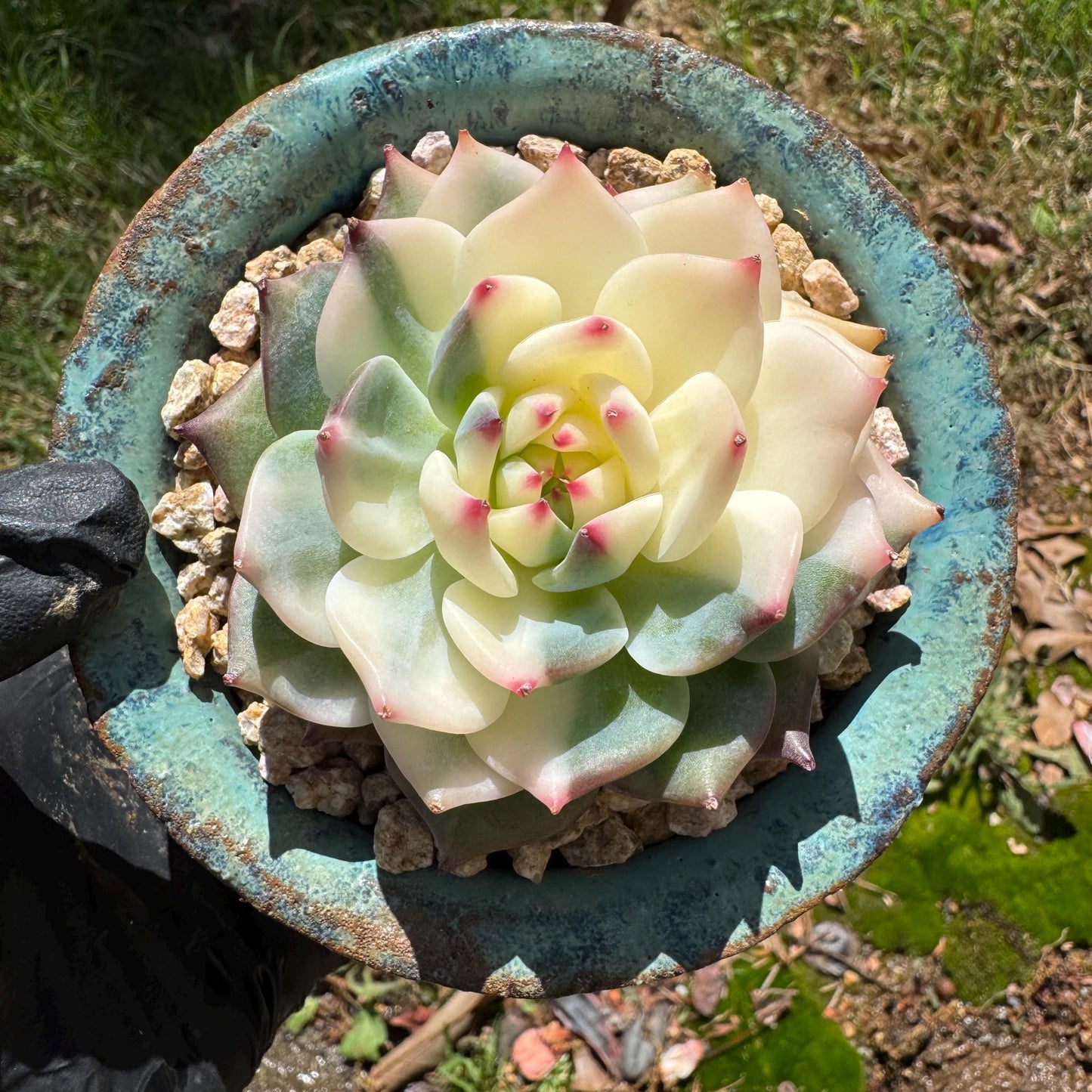 Rare succulents , Echeveria 'chihuahuensis Variegated' , 2.7inches