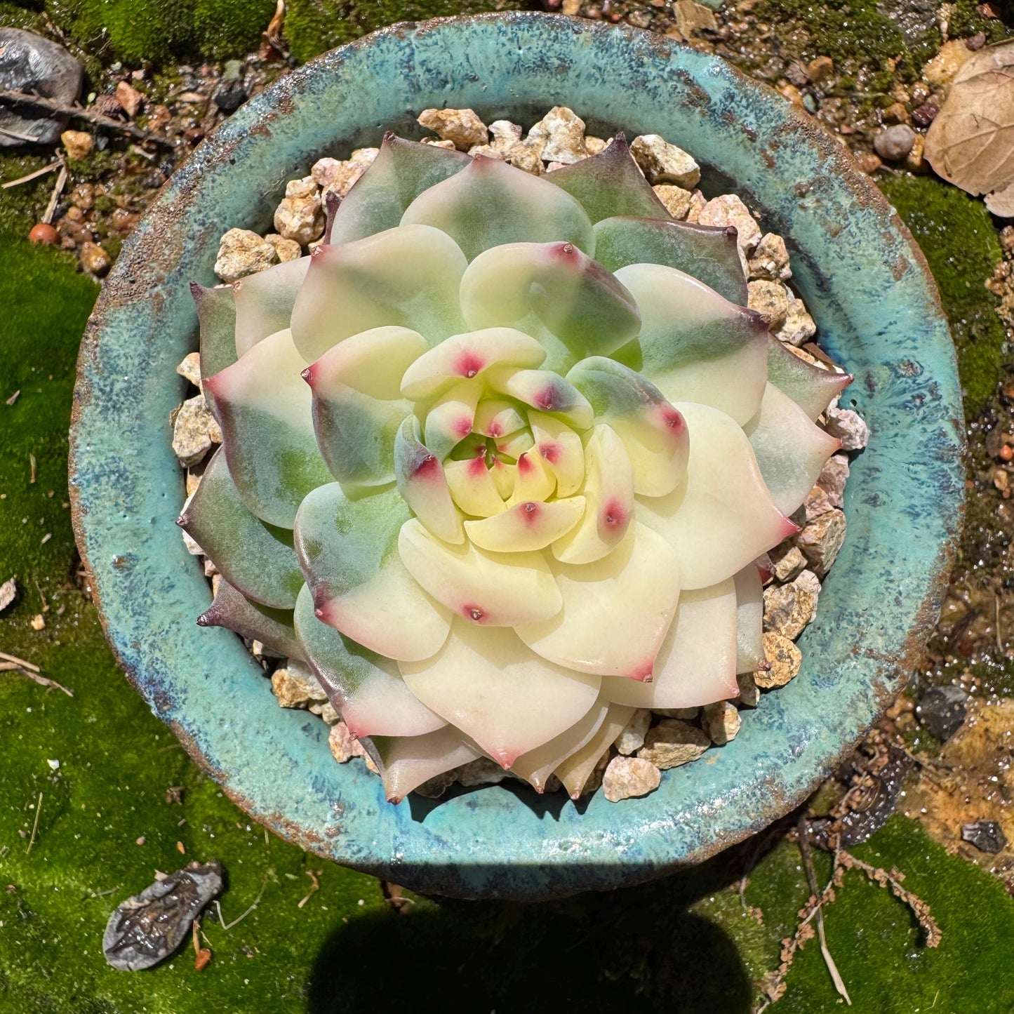 Rare succulents , Echeveria 'chihuahuensis Variegated' , 2.7inches