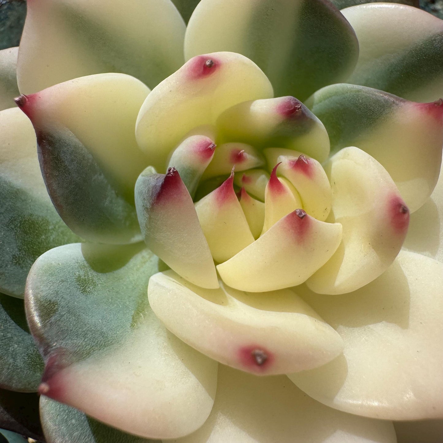 Rare succulents , Echeveria 'chihuahuensis Variegated' , 2.7inches