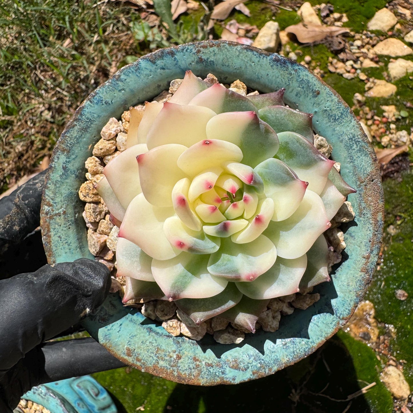 Rare succulents , Echeveria 'chihuahuensis Variegated' , 2.7inches
