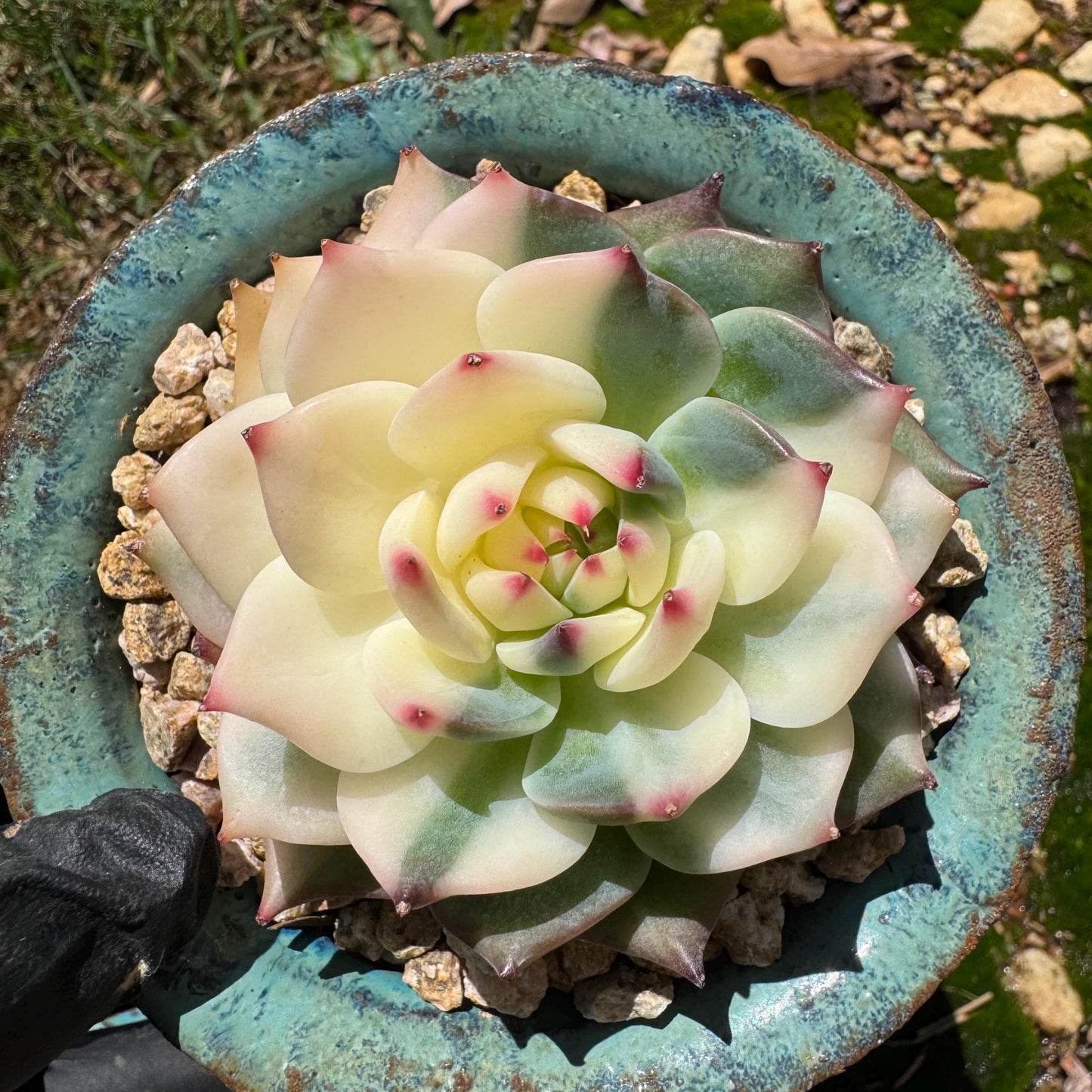 Rare succulents , Echeveria 'chihuahuensis Variegated' , 2.7inches