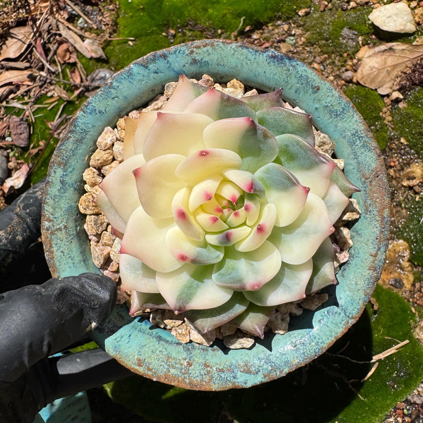 Rare succulents , Echeveria 'chihuahuensis Variegated' , 2.7inches