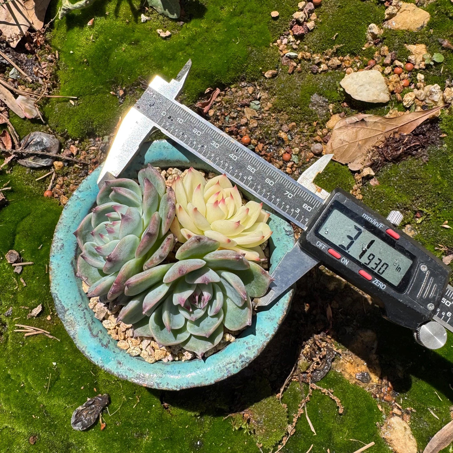 Rare succulents, Echeveria 'chihuahuensis with a head Variegated' cluster, 3heads