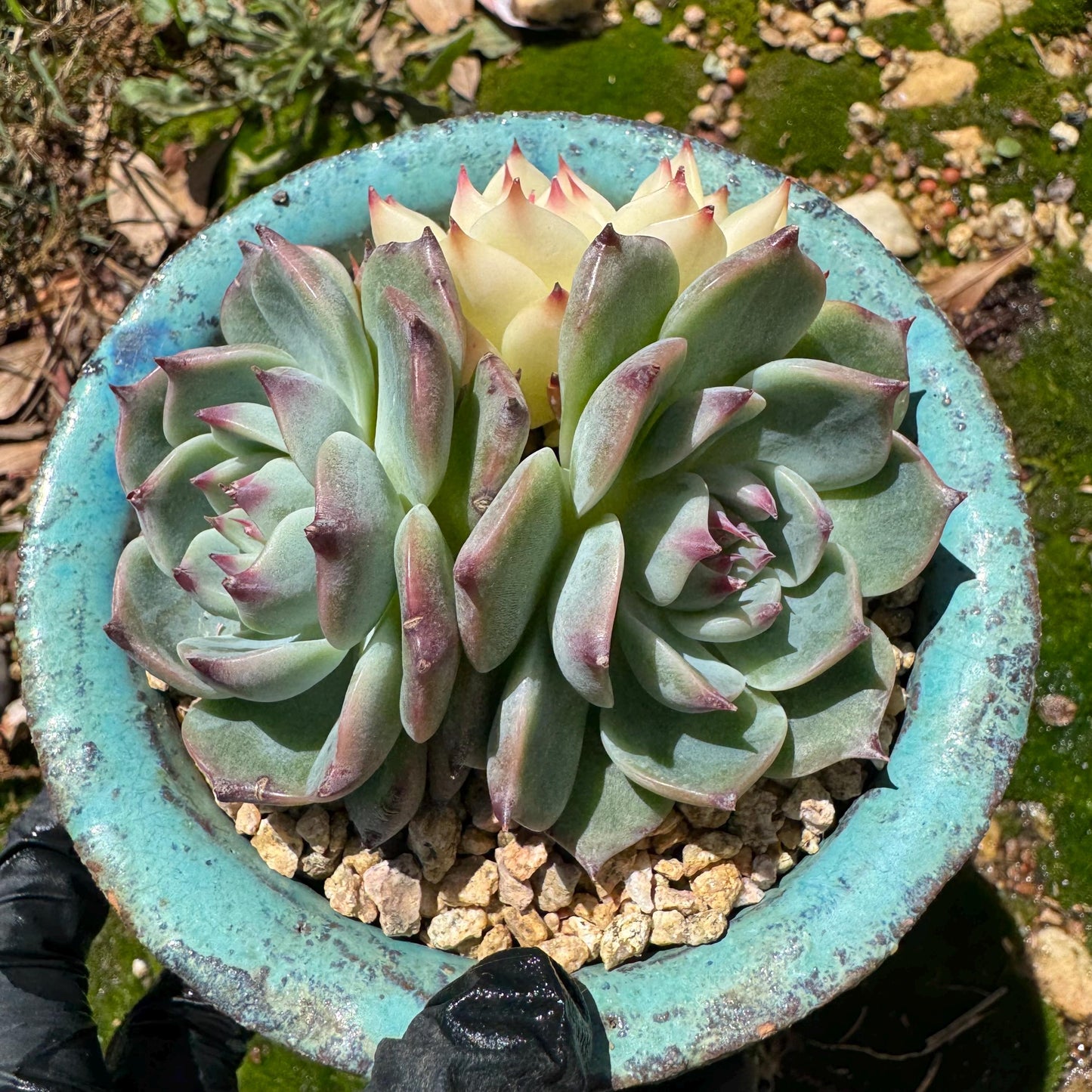 Rare succulents, Echeveria 'chihuahuensis with a head Variegated' cluster, 3heads