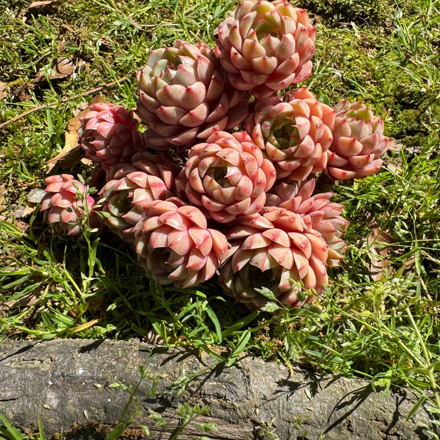 Rare succulents, Echeveria Golden 'BenBadis 'Cluster, 4.8inches