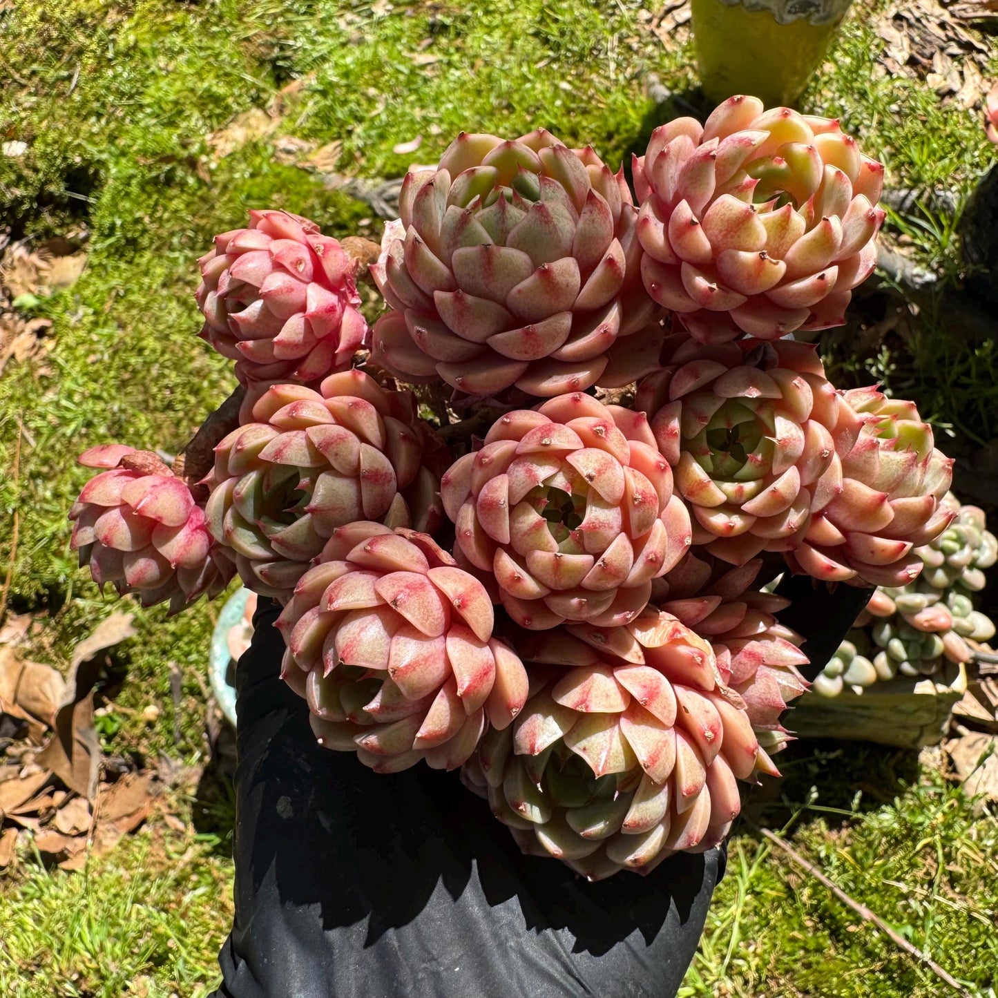 Rare succulents, Echeveria Golden 'BenBadis 'Cluster, 4.8inches