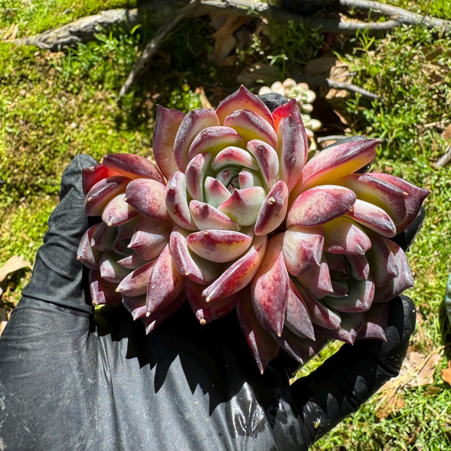 Echeveria 'Diamond Latam' small cluster, nice,3heads , 3.5inches,