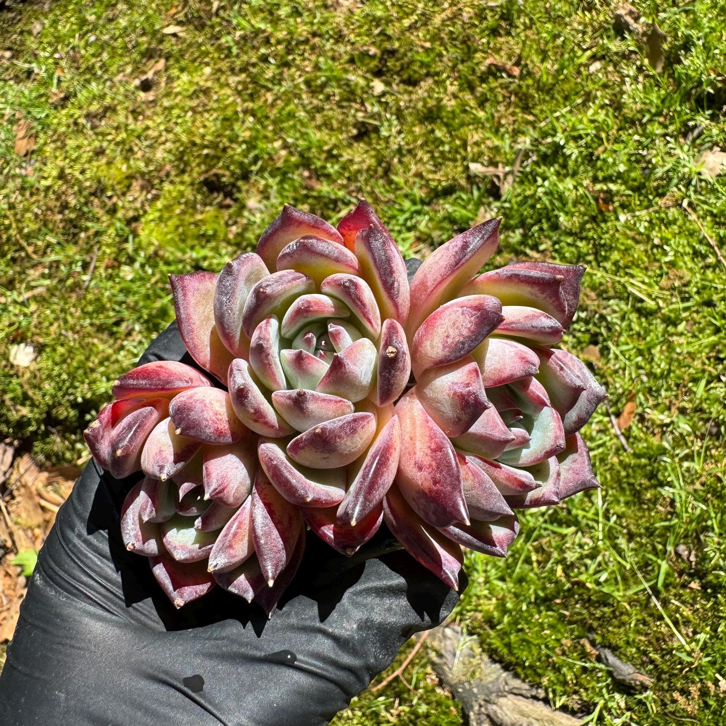 Echeveria 'Diamond Latam' small cluster, nice,3heads , 3.5inches,