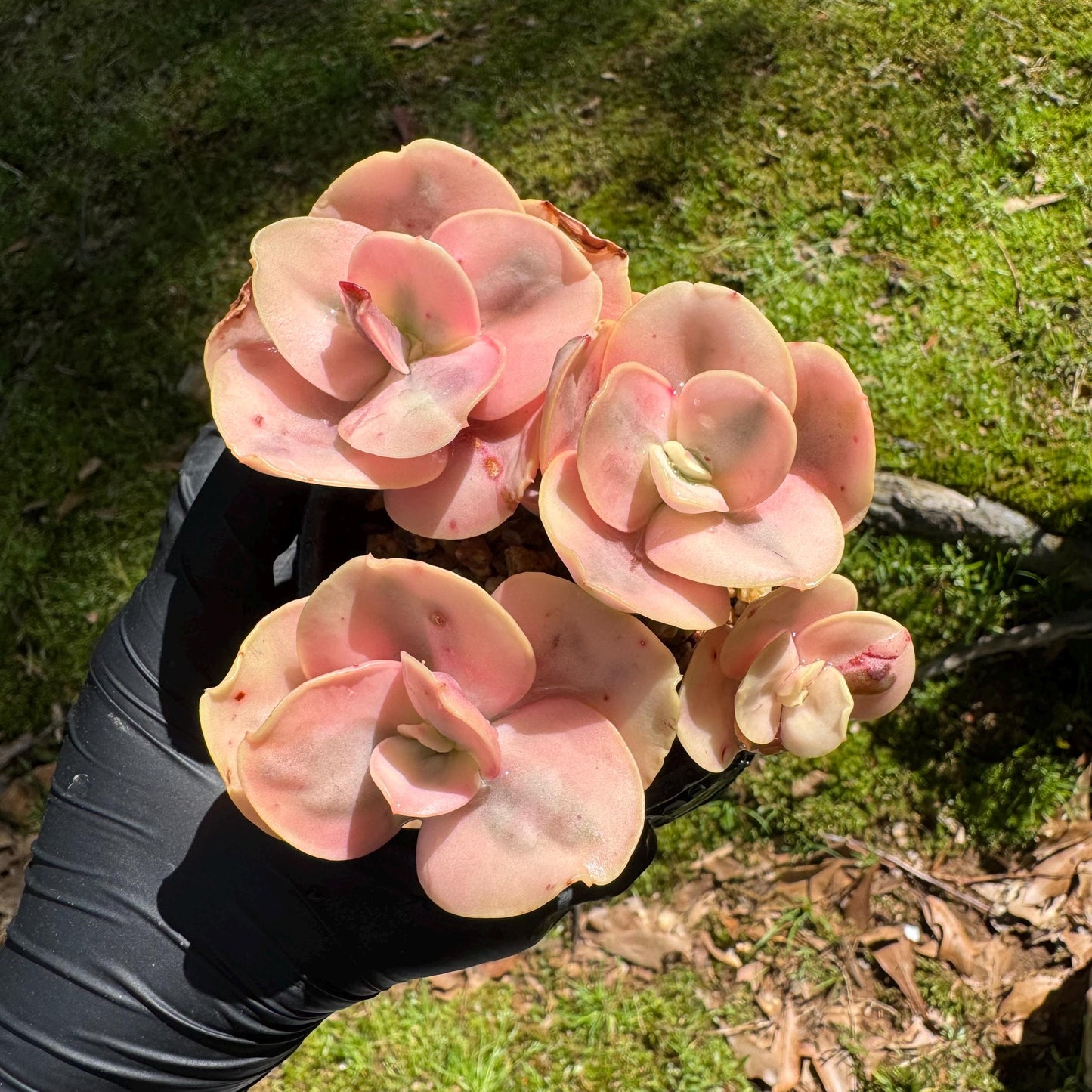 New succulents, Echeveria 'Suyon whole variegated' cluster, 5heads, 2.8in
