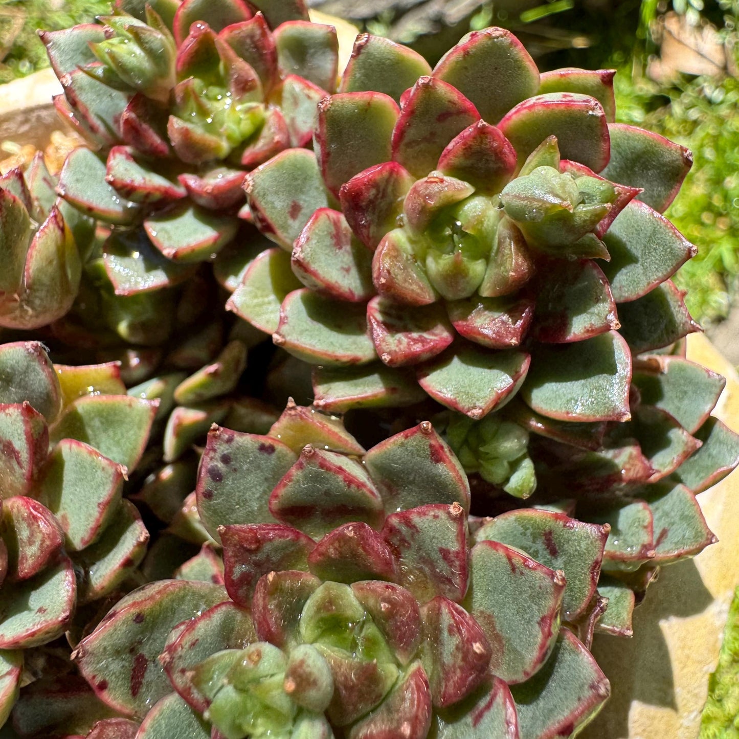 New succulents plants, Echeveri'Blood Swallow’ , 2.9inches