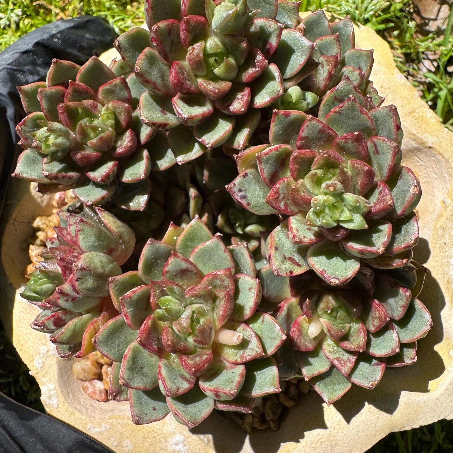 New succulents plants, Echeveri'Blood Swallow’ , 2.9inches