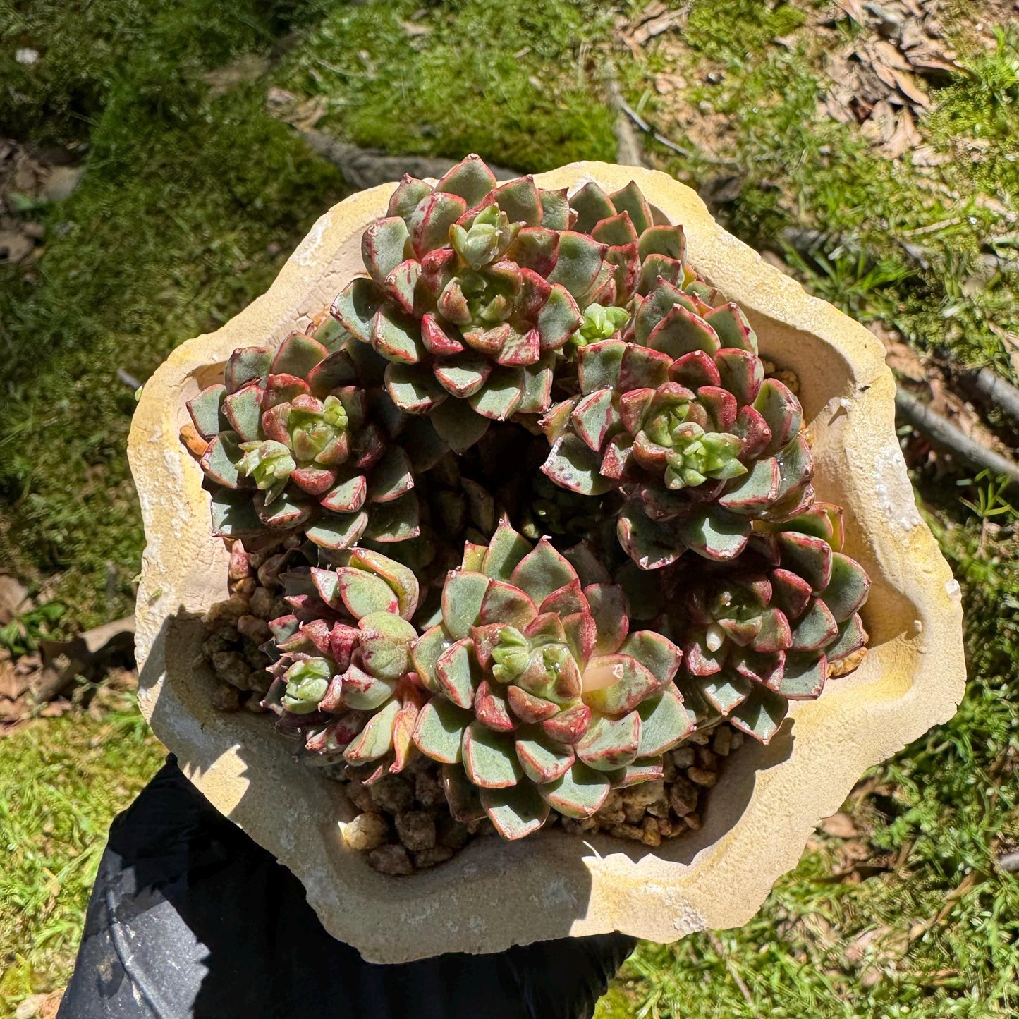 New succulents plants, Echeveri'Blood Swallow’ , 2.9inches