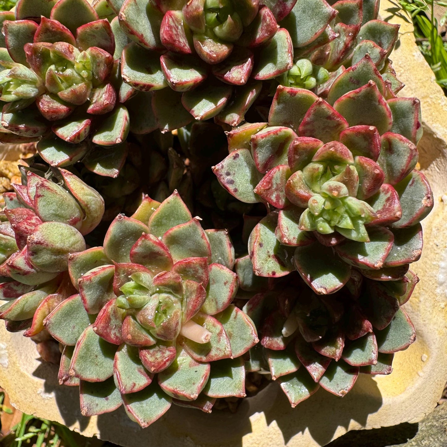 New succulents plants, Echeveri'Blood Swallow’ , 2.9inches