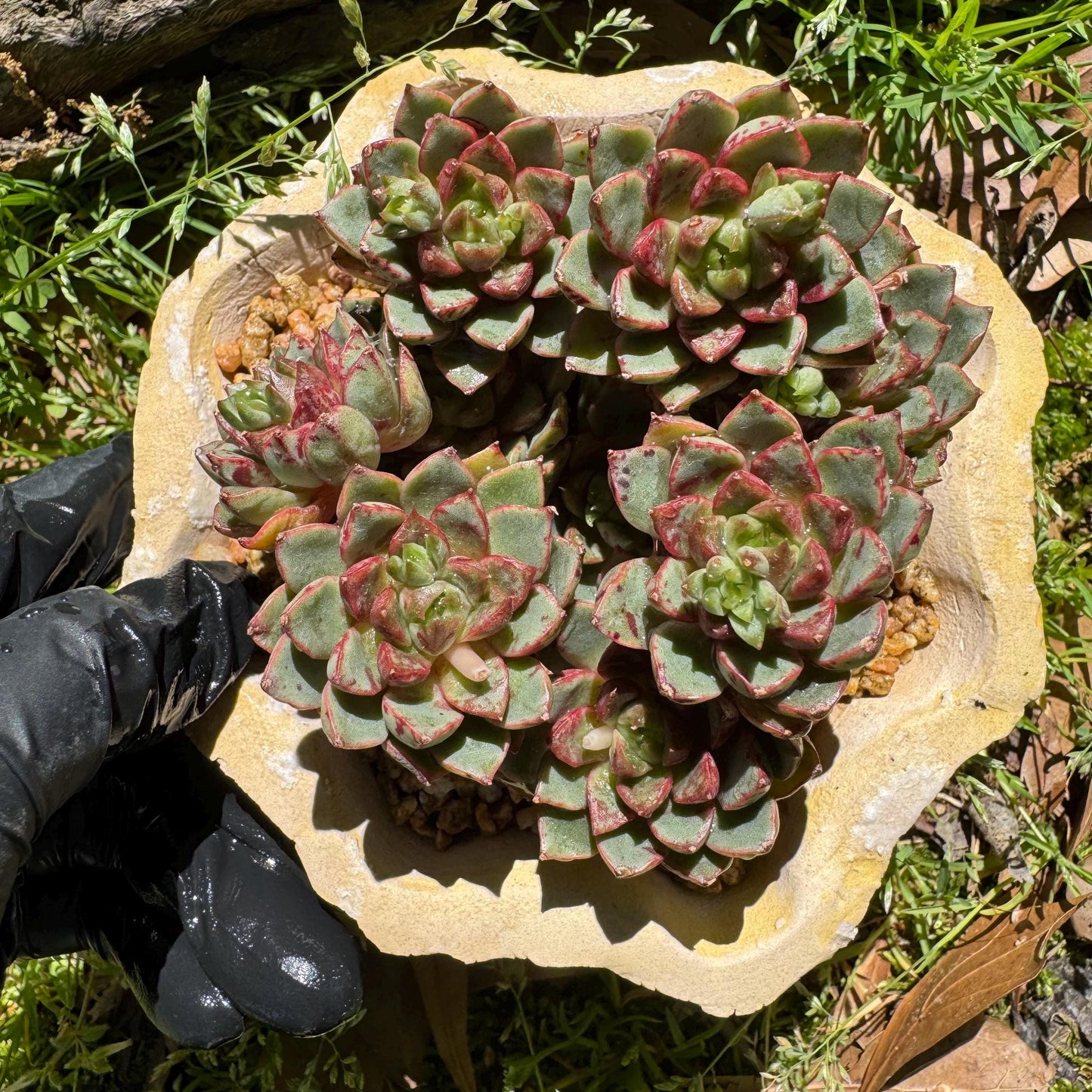 New succulents plants, Echeveri'Blood Swallow’ , 2.9inches