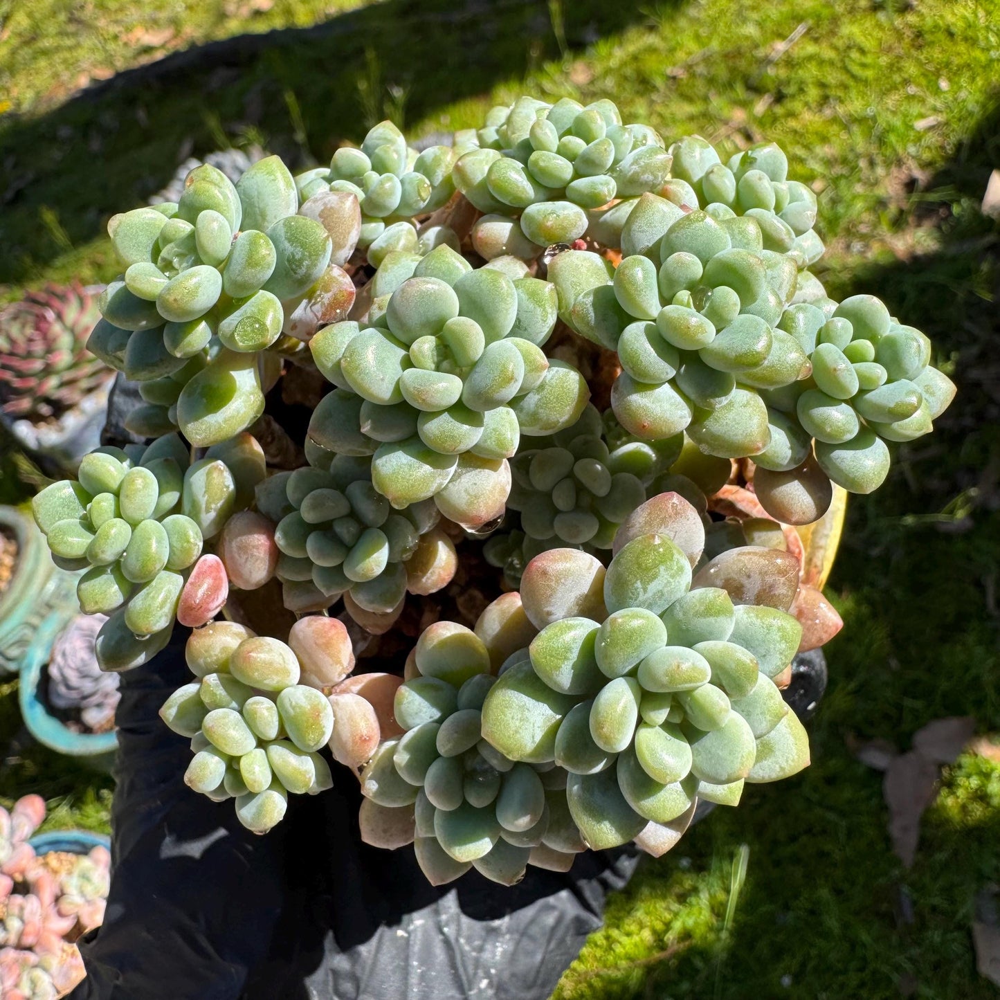 Echeveria 'Rococo' small cluster , 2.9inches, live plant , nice color, Imported Rare Succulent, gift