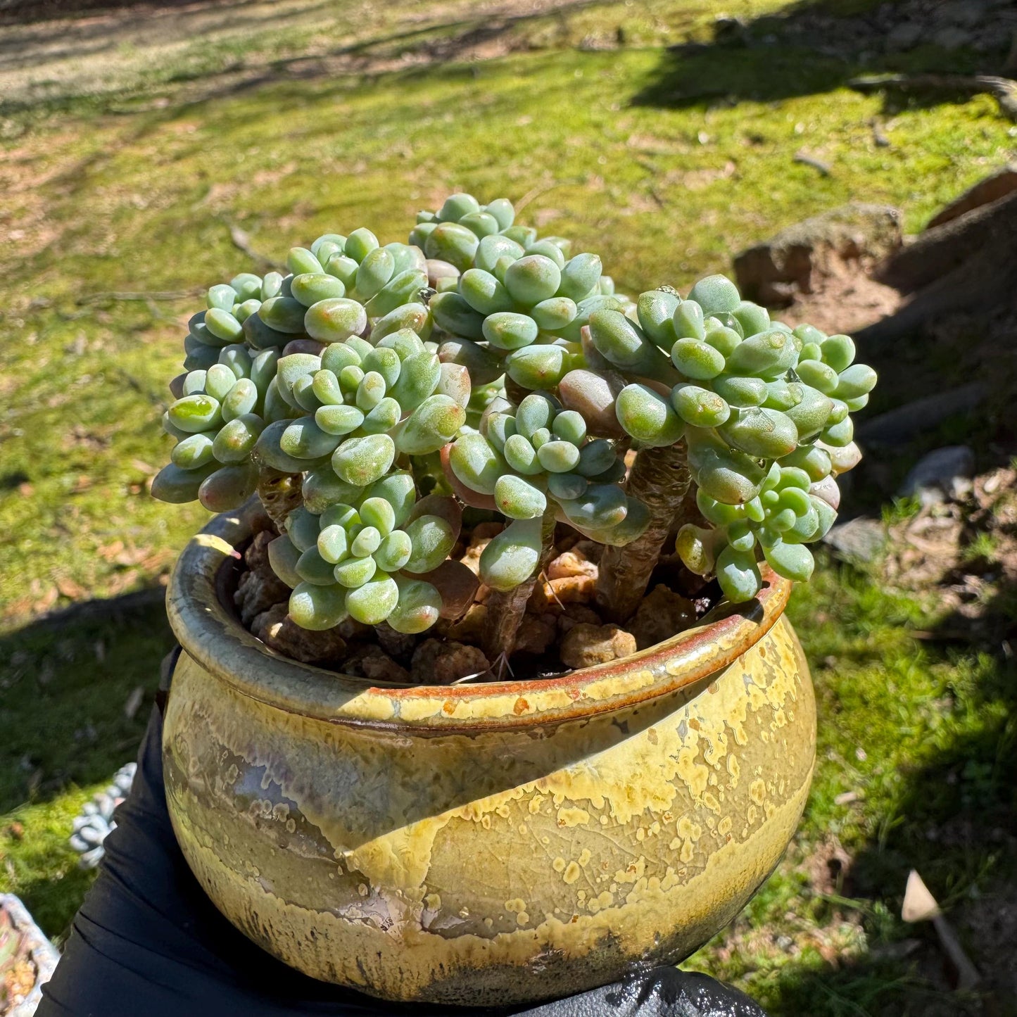 Echeveria 'Rococo' small cluster , 2.9inches, live plant , nice color, Imported Rare Succulent, gift