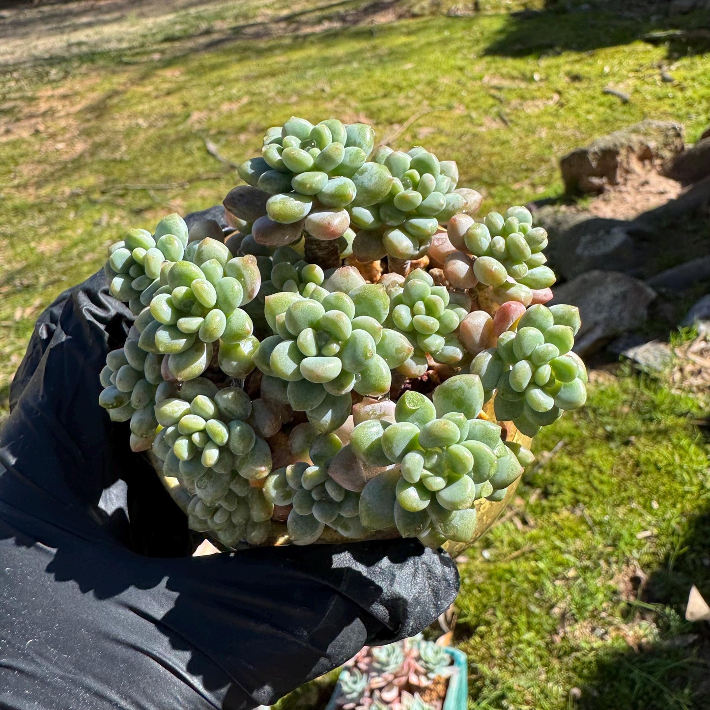 Echeveria 'Rococo' small cluster , 2.9inches, live plant , nice color, Imported Rare Succulent, gift