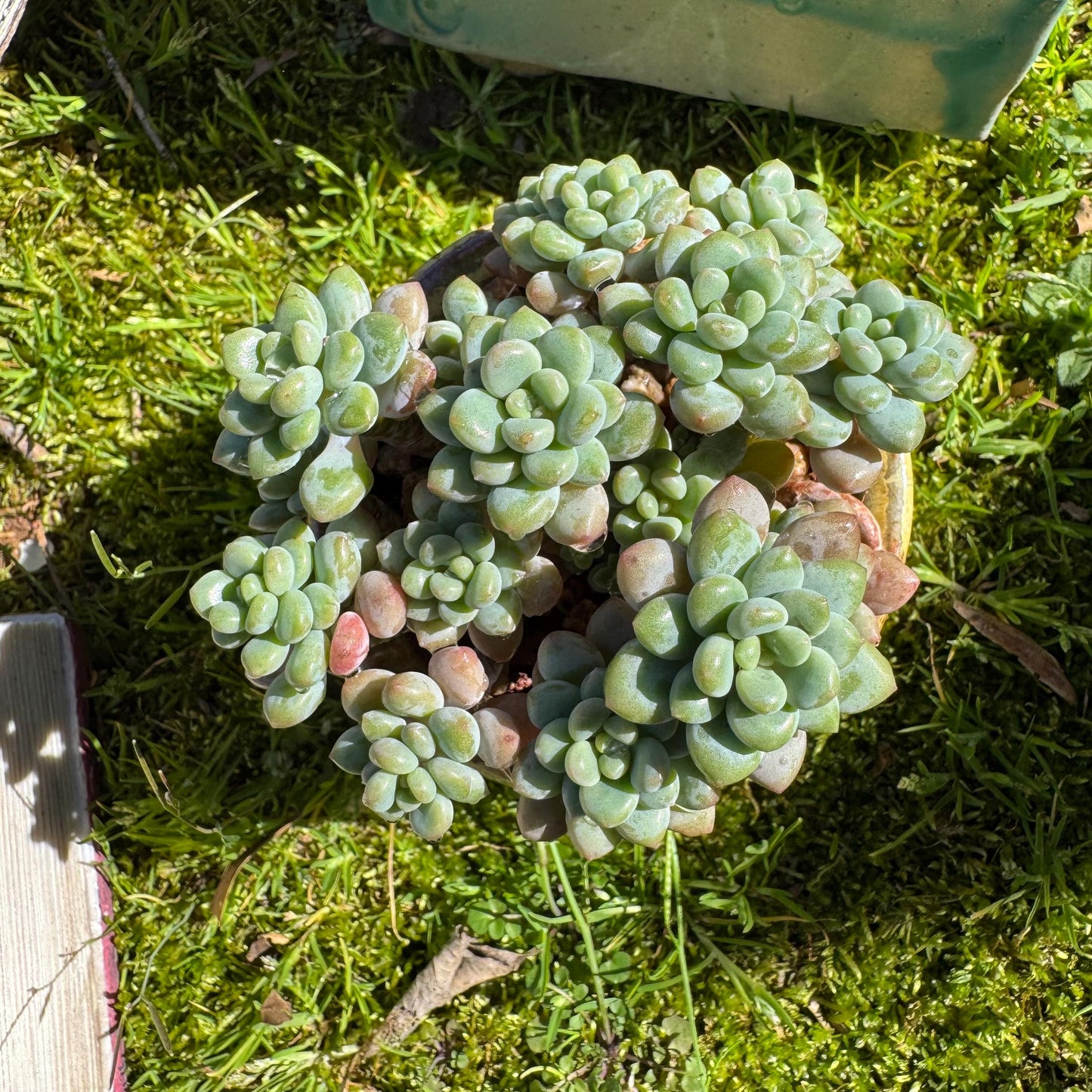 Echeveria 'Rococo' small cluster , 2.9inches, live plant , nice color, Imported Rare Succulent, gift