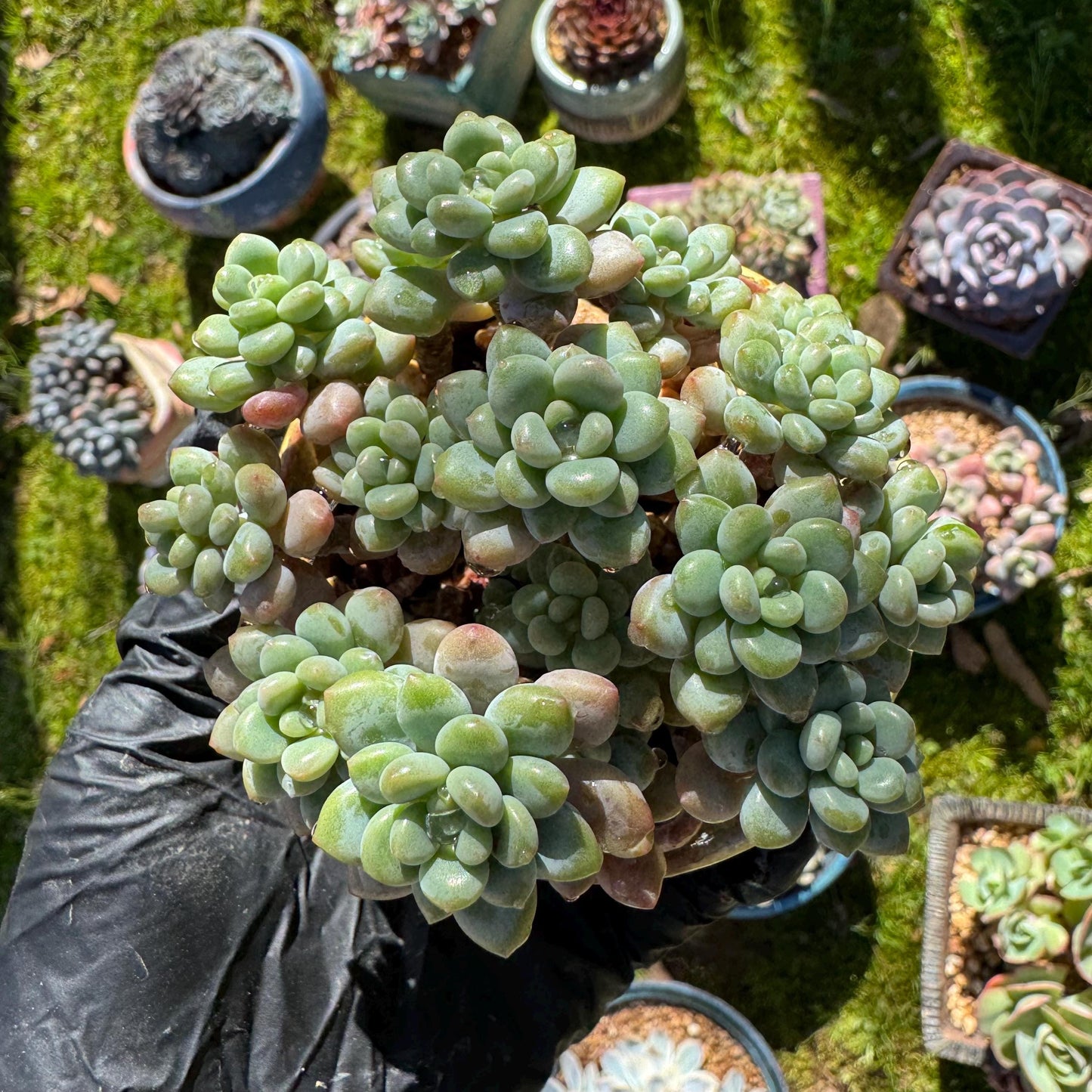 Echeveria 'Rococo' small cluster , 2.9inches, live plant , nice color, Imported Rare Succulent, gift