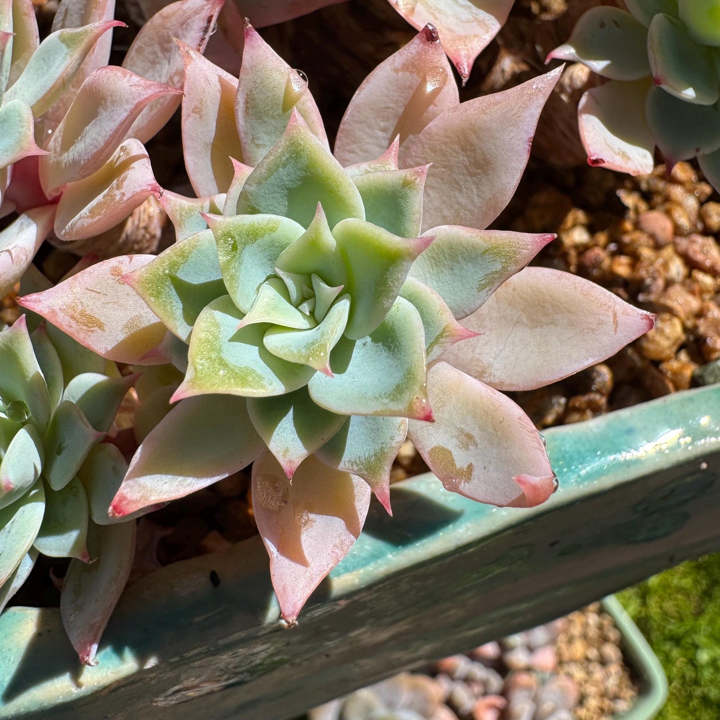 Rare live succulent plant , Echeveria 'pansy' cluster, 4.4inches , Bare Root